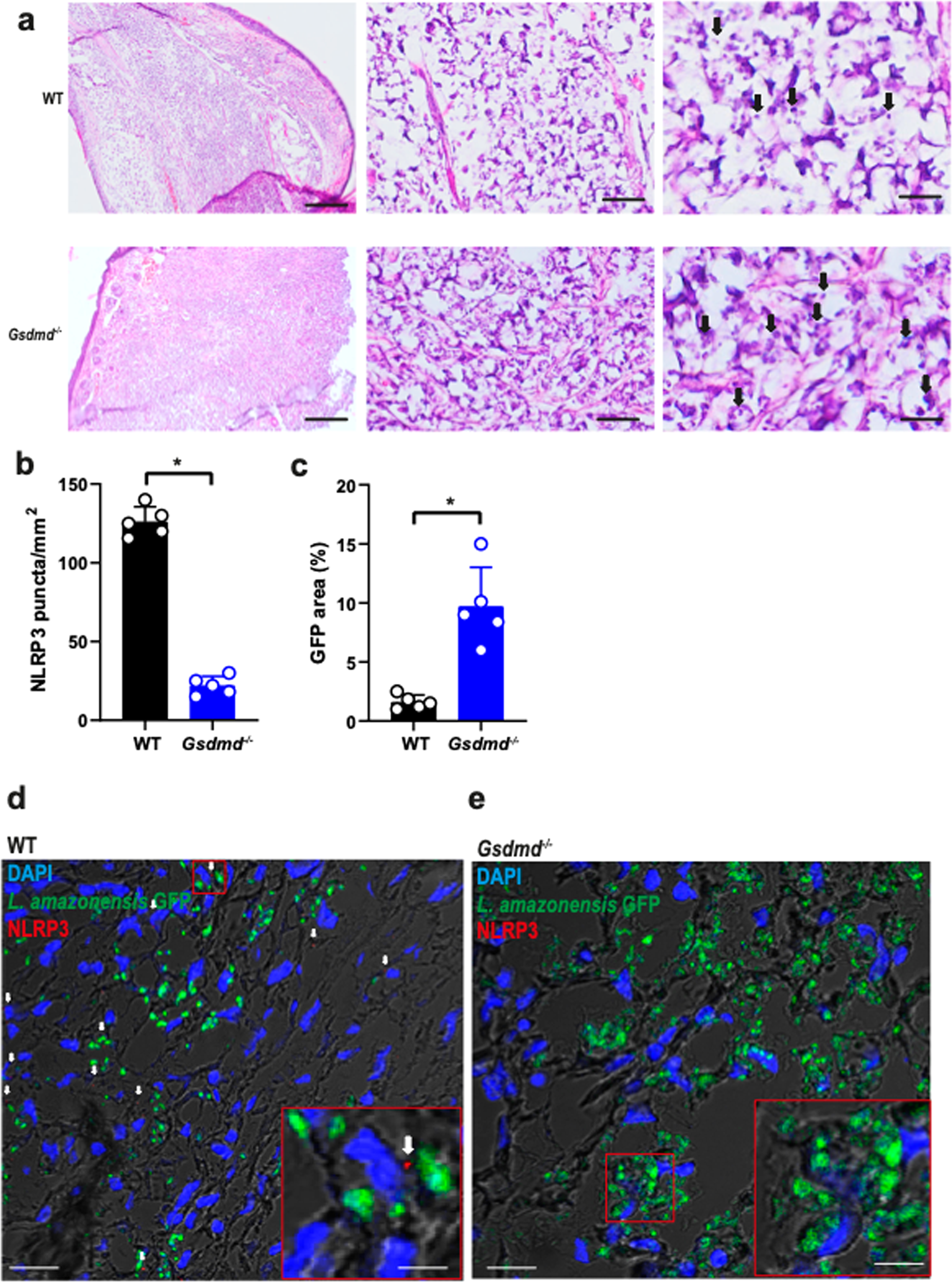 Fig. 7: GSDMD is important for the restriction of L. amazonensis infection and NLRP3 inflammasome activation in vivo.