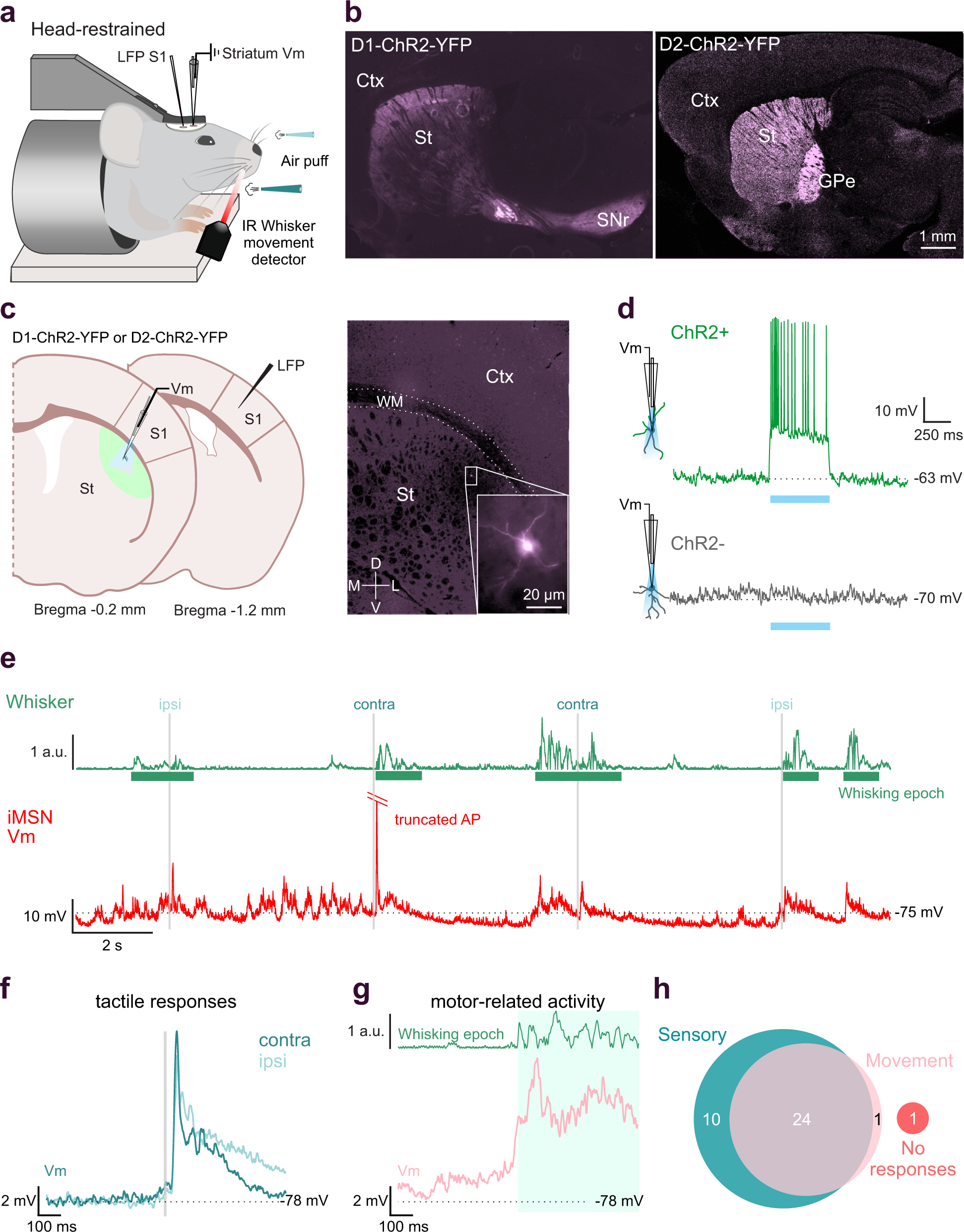 ongoing-movement-controls-sensory-integration-in-the-dorsolateral-striatum-nature-communications