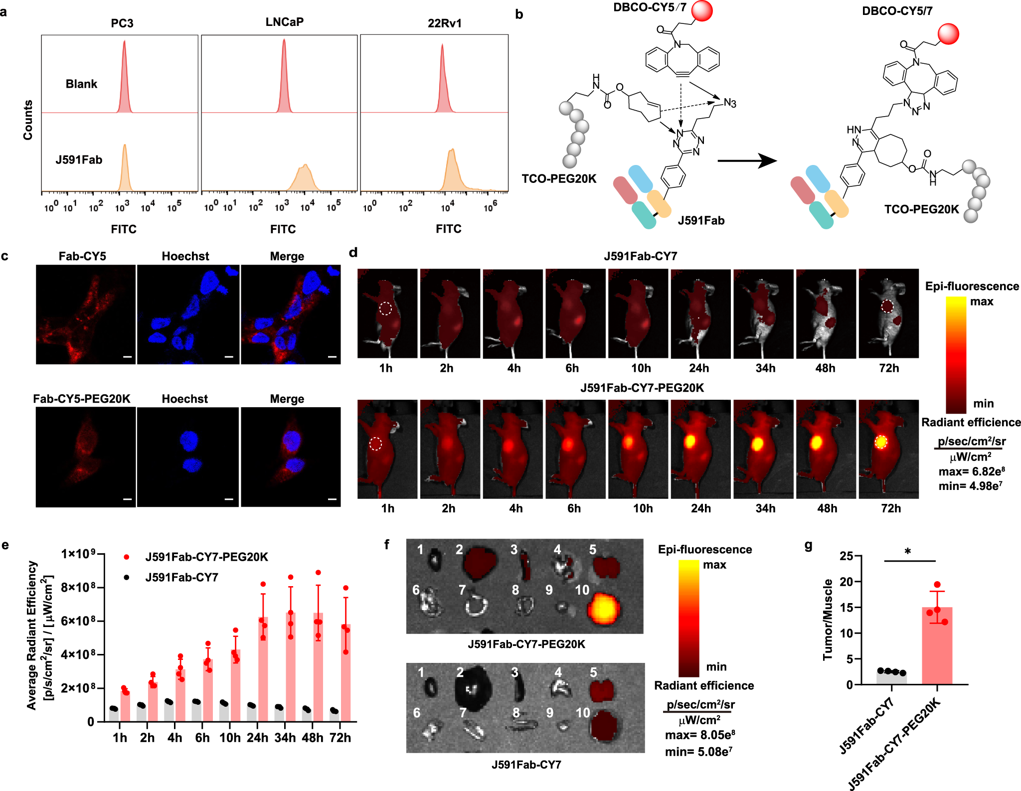 Fig. 3: Preparation of anti-PSMA antibody fragment near-IR dye and PEG dual conjugate for imaging of  PSMA positive tumor with optimal time window in mice.