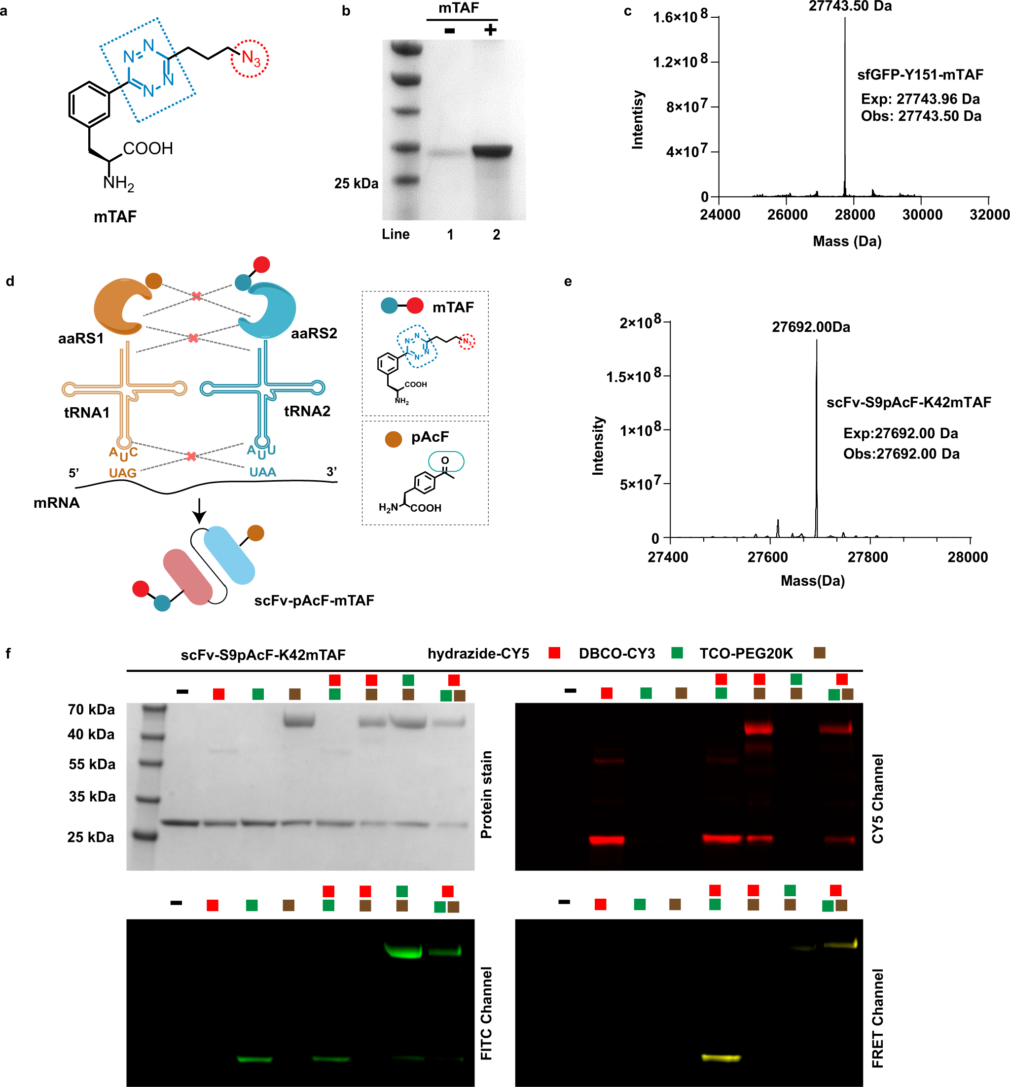 Fig. 7: Site-specific dual incorporation of mTAF and pAcF into proteins for triple modification.