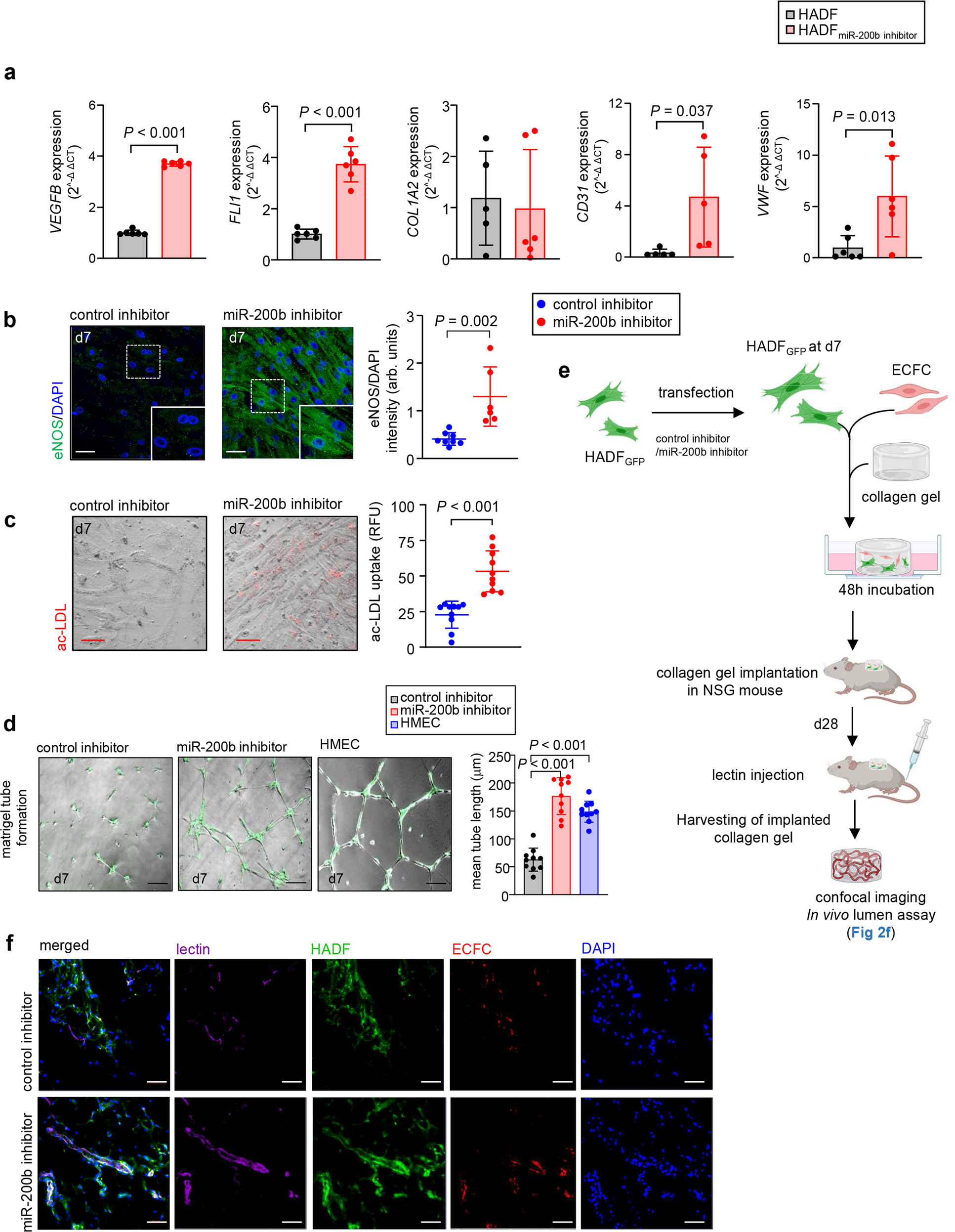 Fig. 2: Anti-sense oligonucleotide inhibition of miR-200b in dermal fibroblasts induces vasculogenic state.