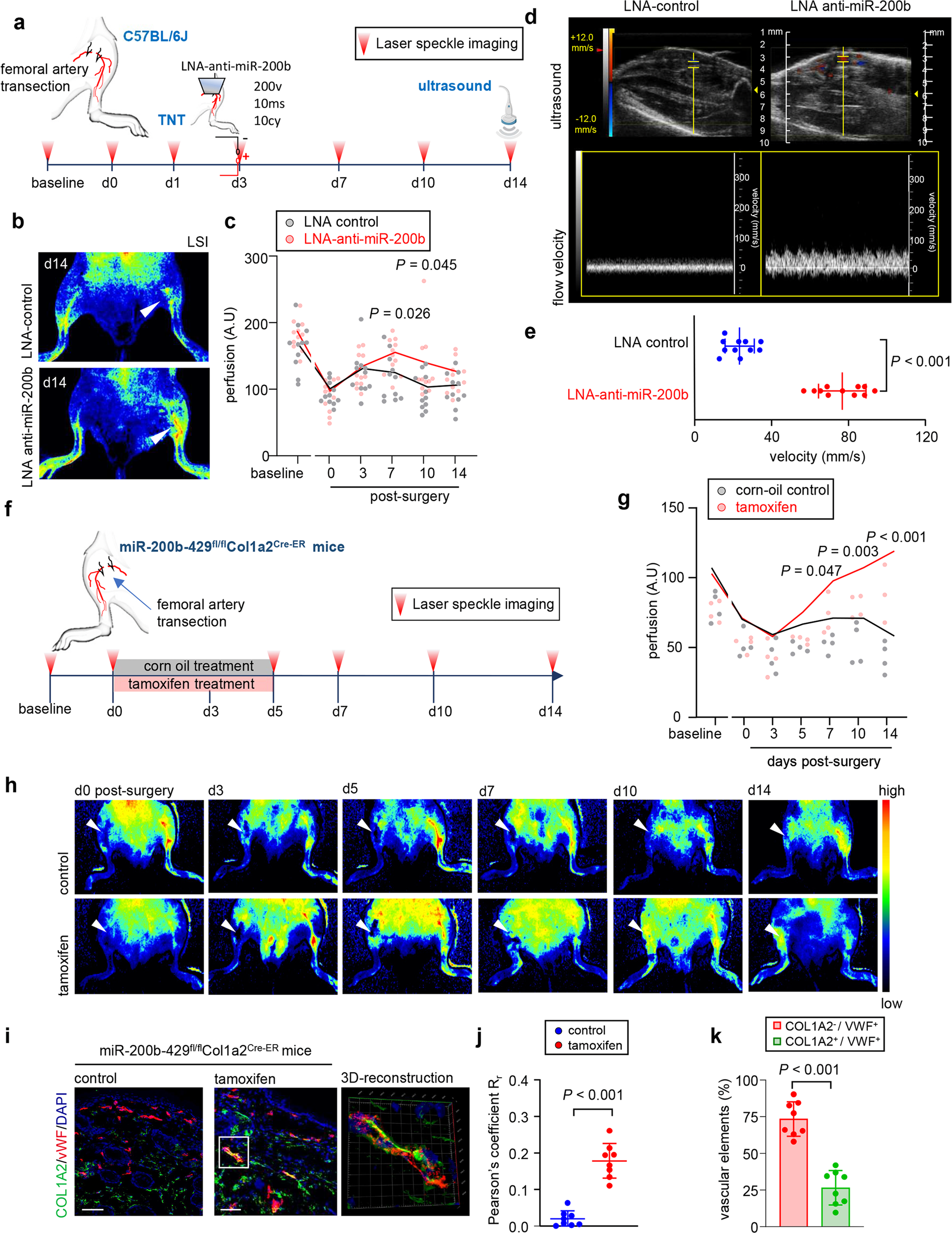 Fig. 5: In vivo vasculogenic fate change of dermal fibroblasts by wound induced suppression of miR-200b.