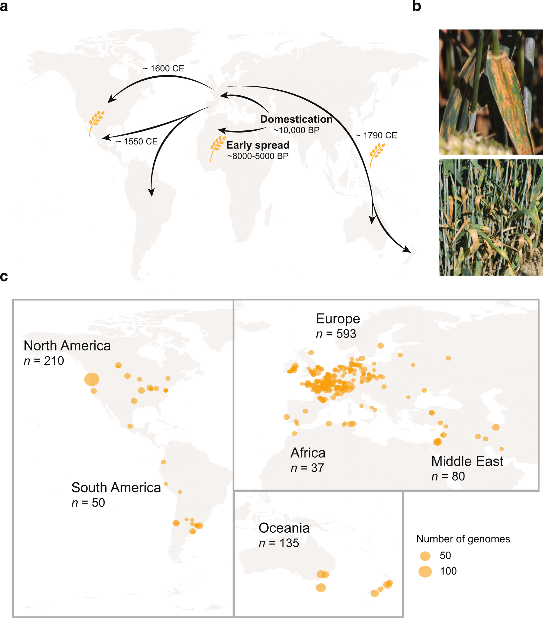 A thousand-genome panel retraces the global spread and adaptation of a  major fungal crop pathogen | Nature Communications