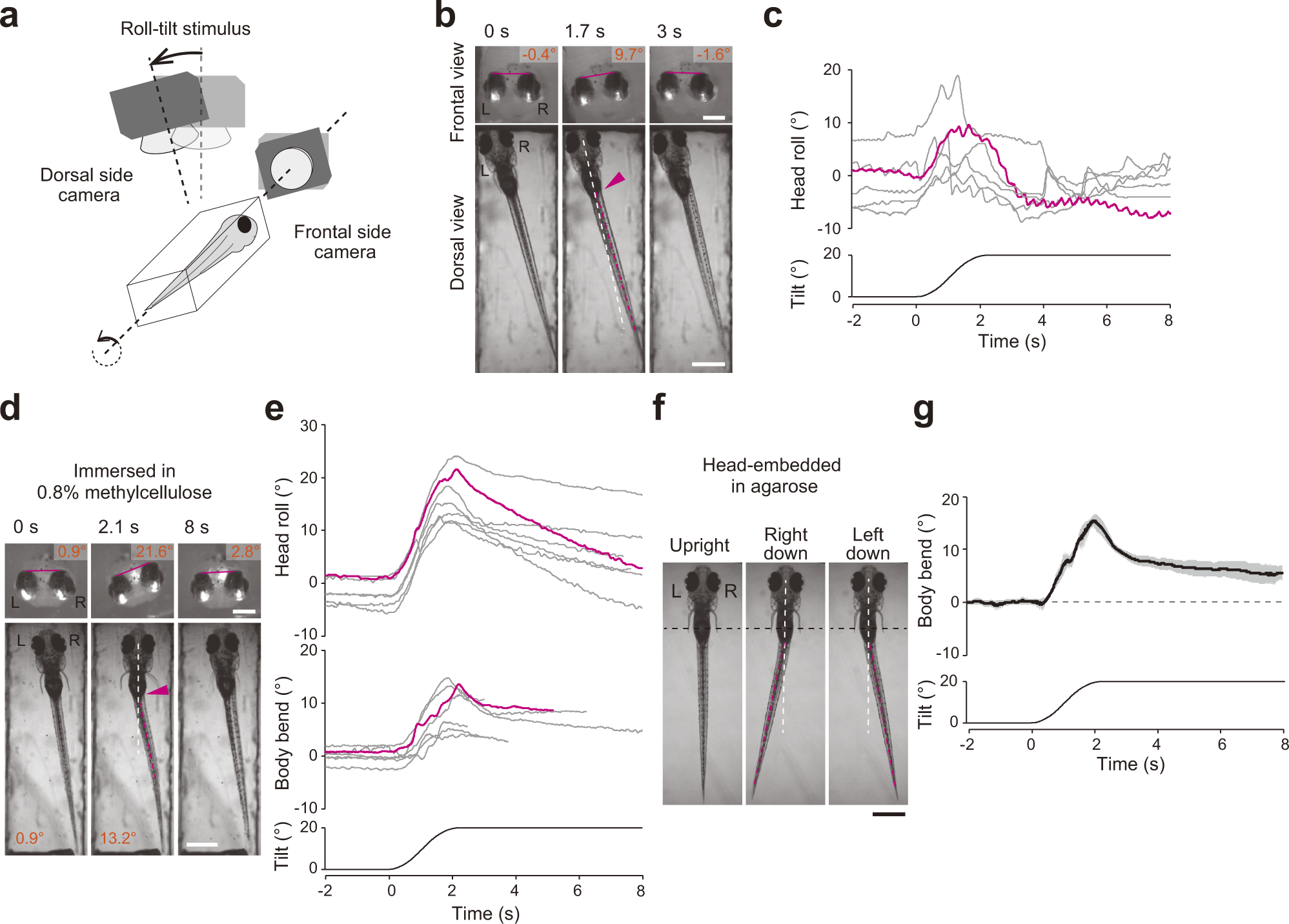 Biomechanics under the microscope: increase your running speed