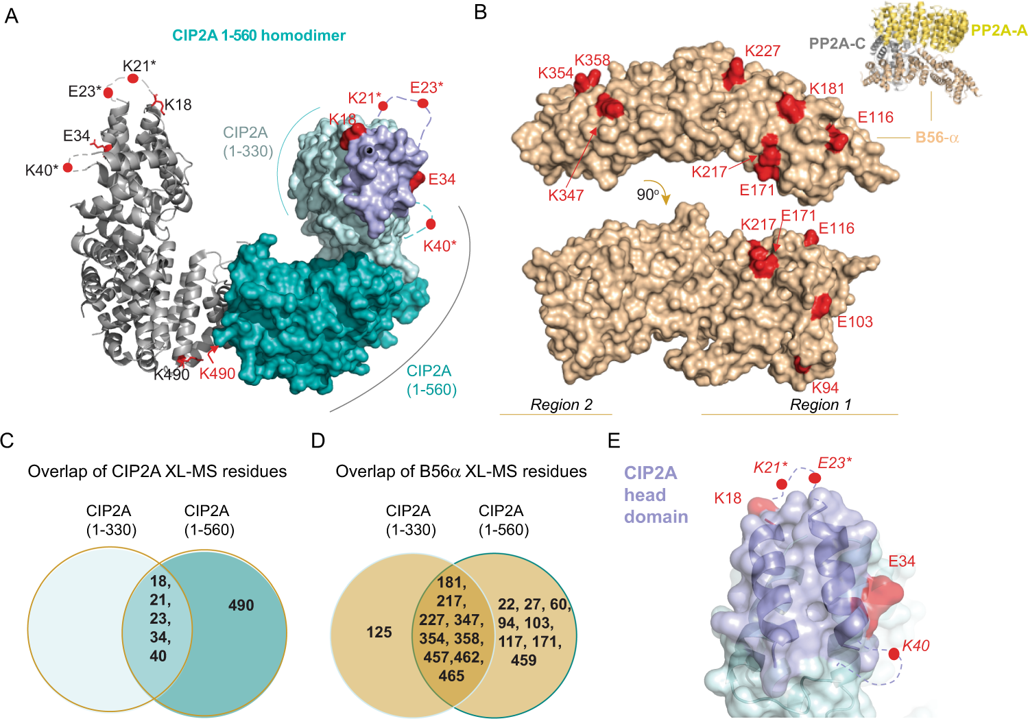 Structural mechanism for inhibition of PP2A-B56α and oncogenicity by CIP2A  | Nature Communications