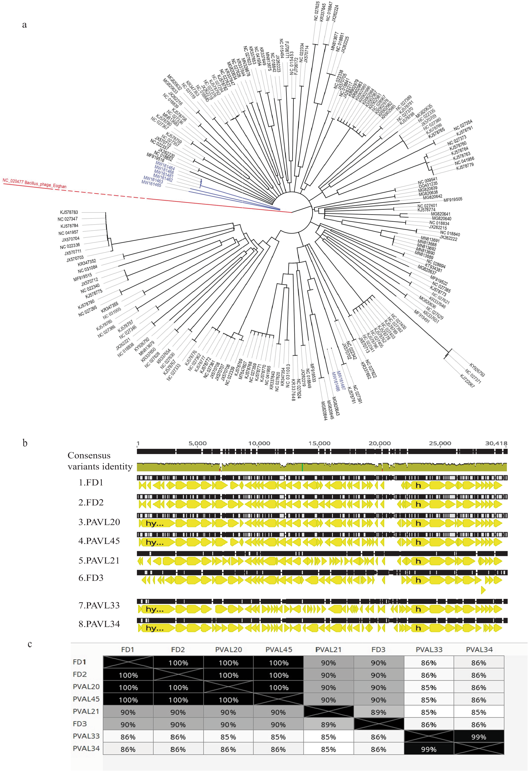 Fig. 1: Phage genomics.
