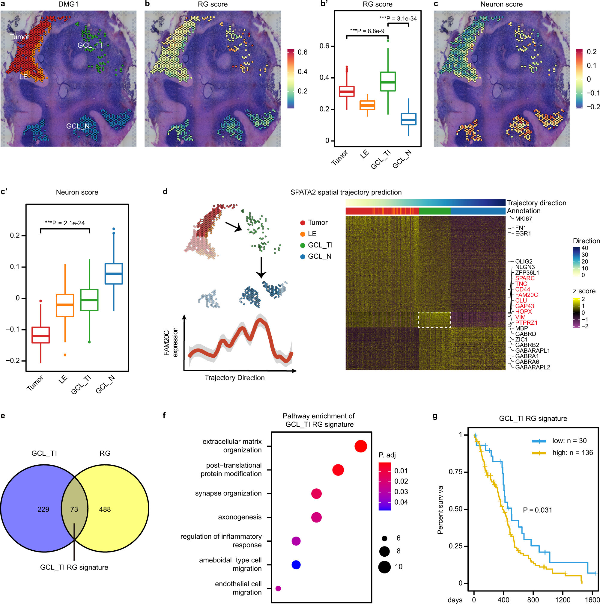 Fig. 5: Identification of regulatory programs of RG-like cells in a neuron-rich invasive niche.