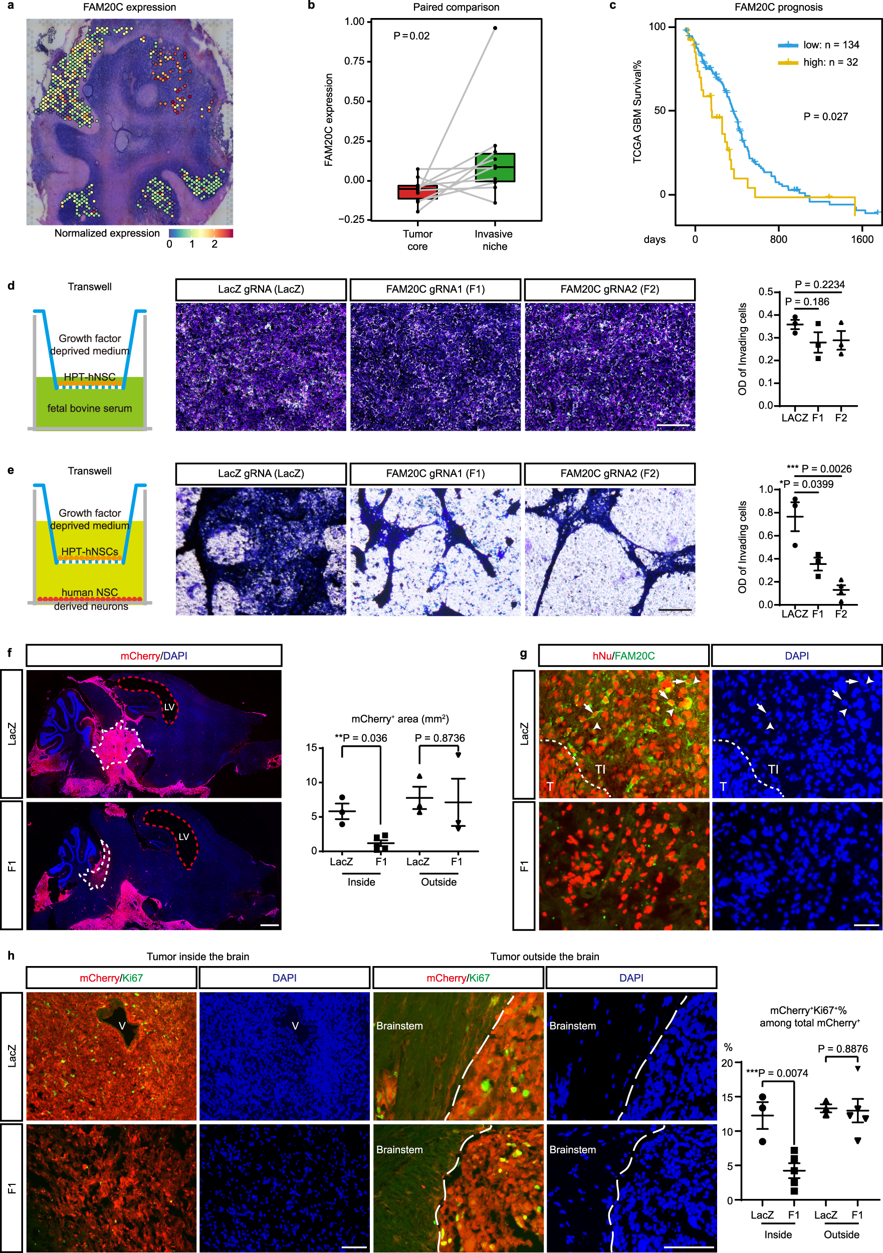 Fig. 6: FAM20C mediates invasive growth of RG-like cells in a neuron-rich microenvironment.