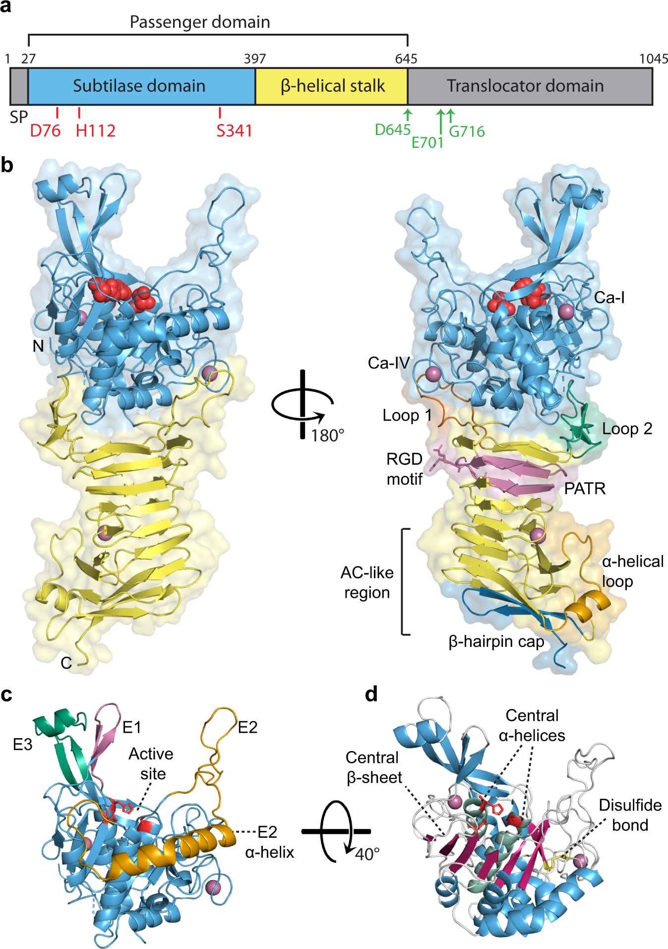 Secretion mechanism of the autotransporter proteins. (A) Structure of
