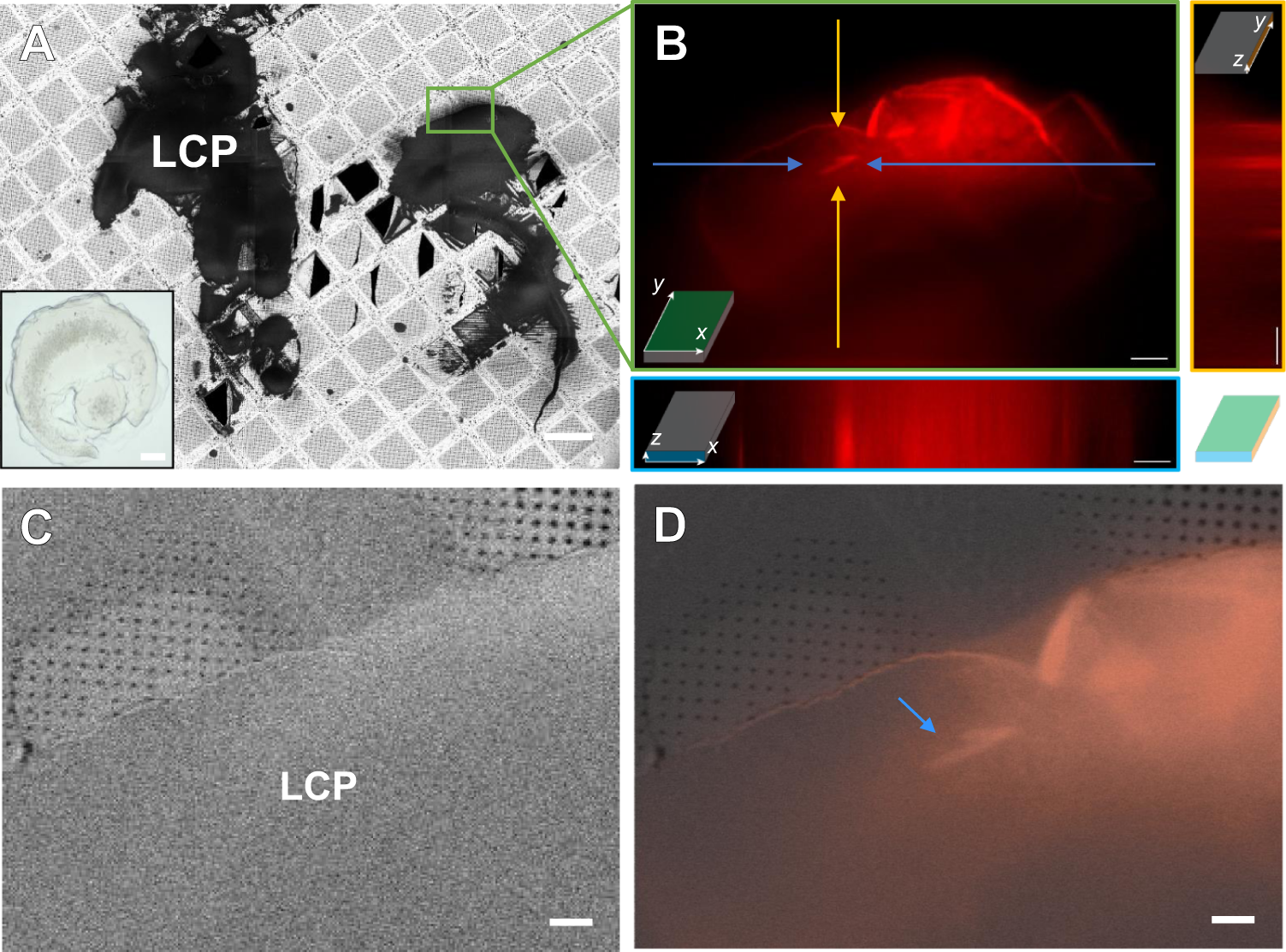 Generated irregular physical (a) coarser and (b) denser meshes in