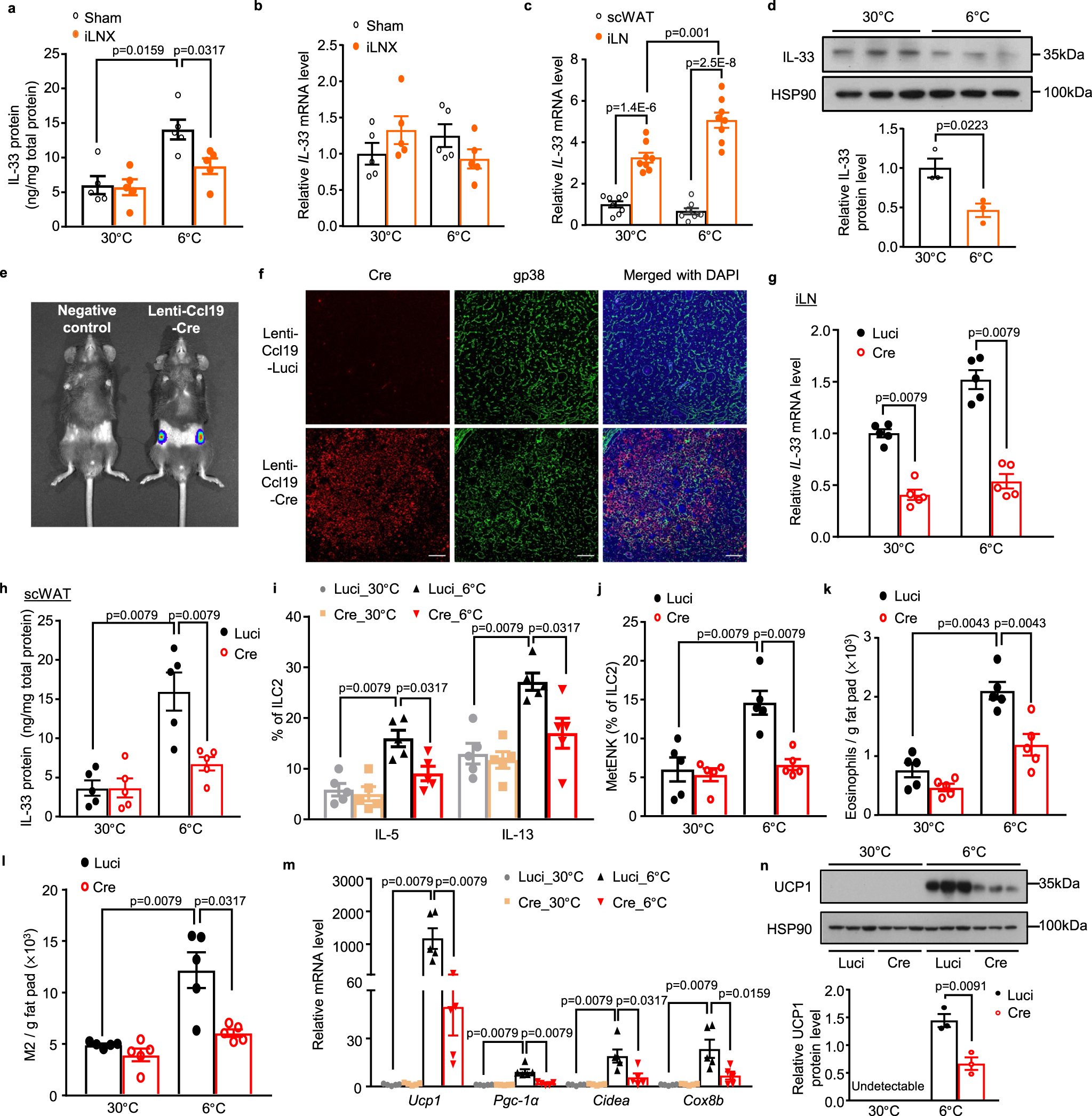 Fig. 3: iLN FRC-derived IL-33 is indispensable for cold-induced activation of ILC2s and beiging of scWAT.