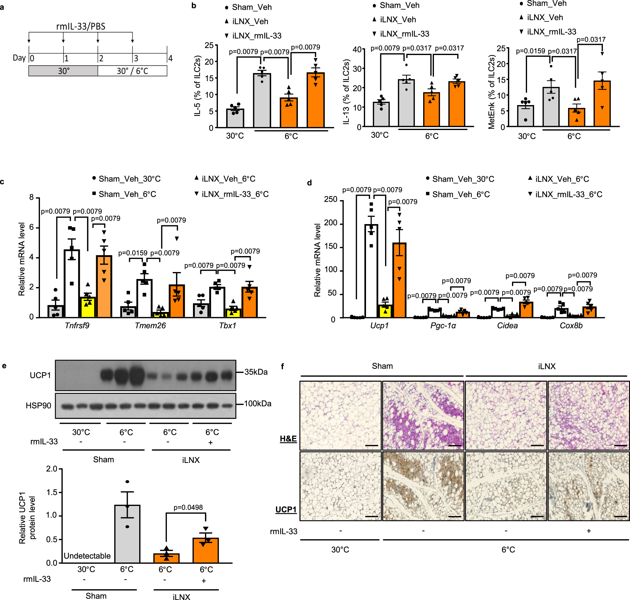 Fig. 4: Replenishment of IL-33 rescues the defective cold-induced beiging in iLN-depleted mice.