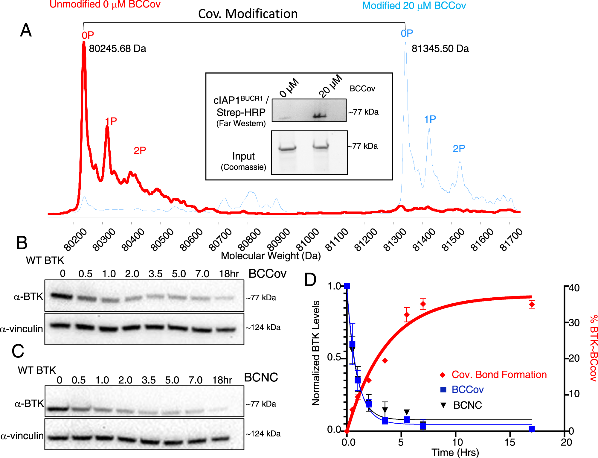 Fig. 2: BCCov covalently labels BTK in cells.