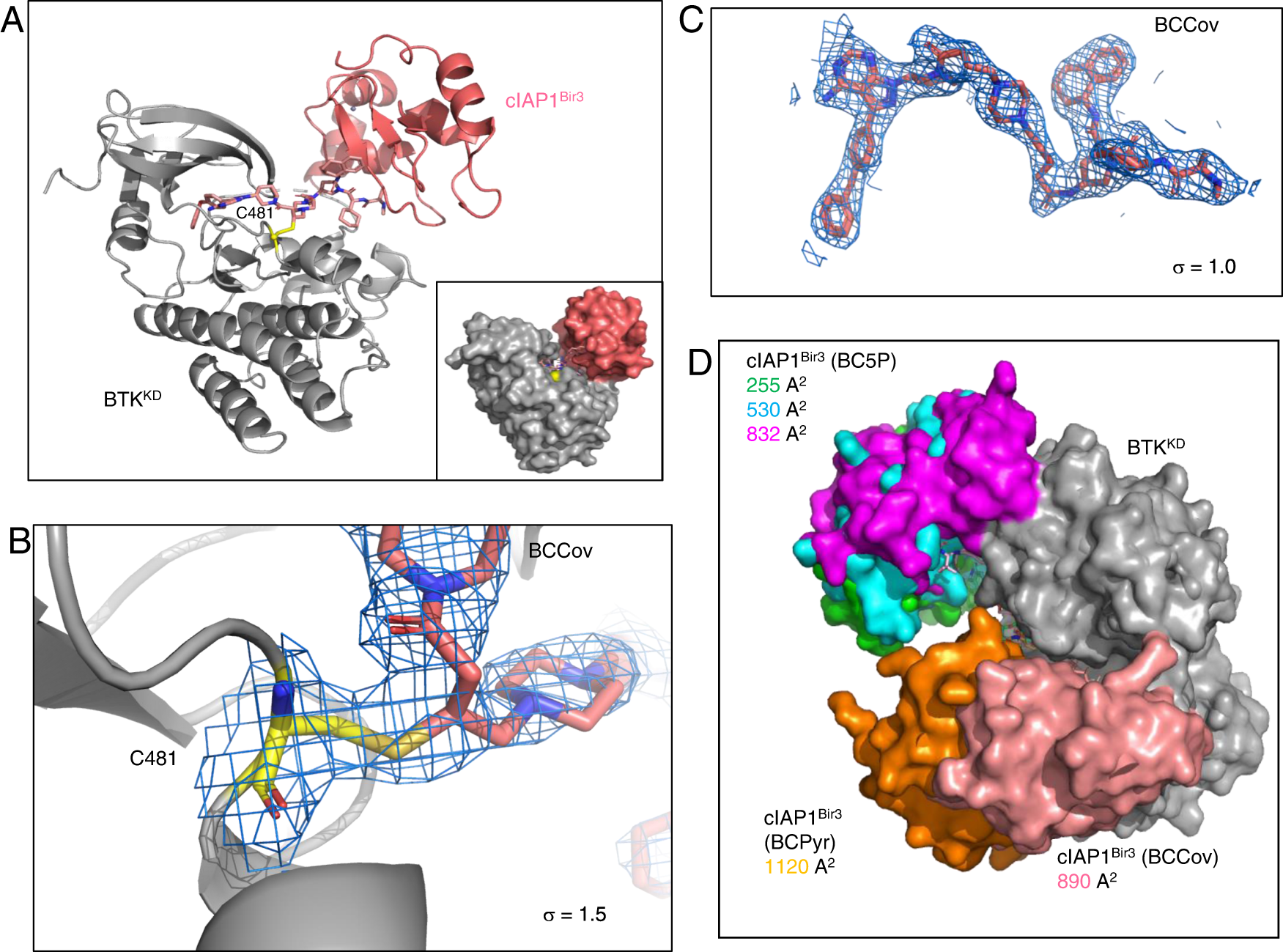 Fig. 4: Ternary complex crystal structure of BTKKD~BCCov-cIAP1Bir3.