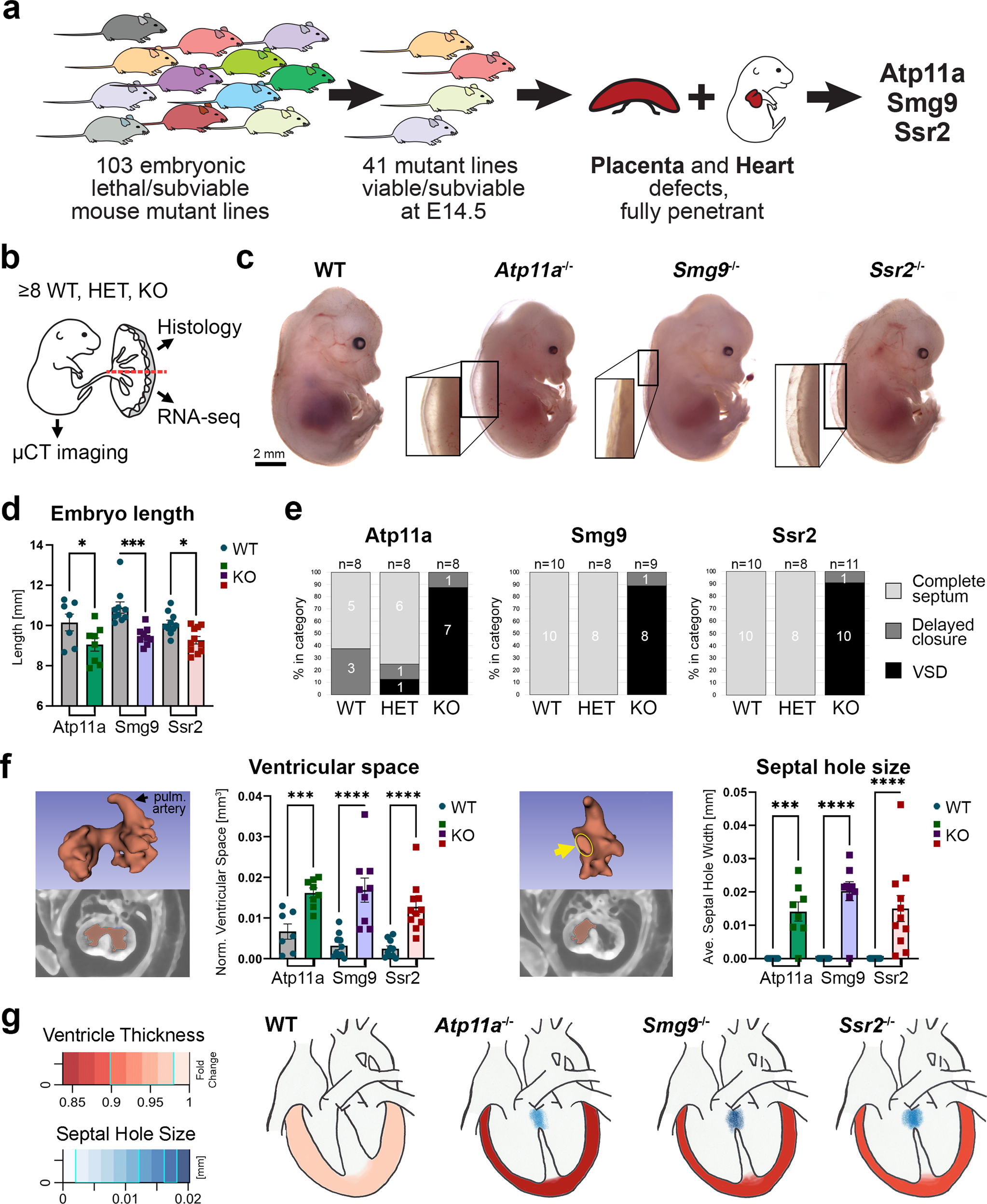 Defects in placental syncytiotrophoblast cells are a common cause of developmental heart disease Nature Communications image