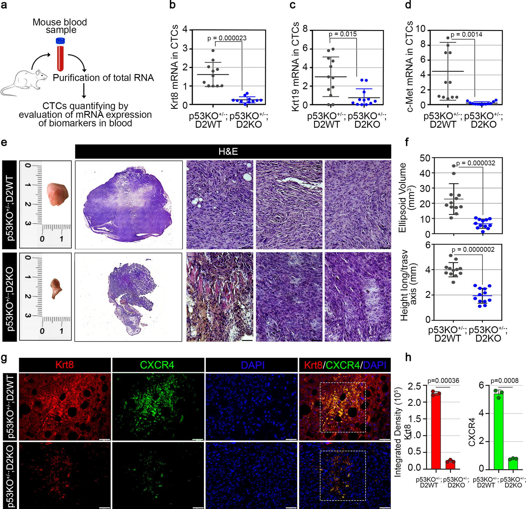 Fig. 4: Loss of D2 attenuates the p53-dependent tumor metastatization at distant sites.