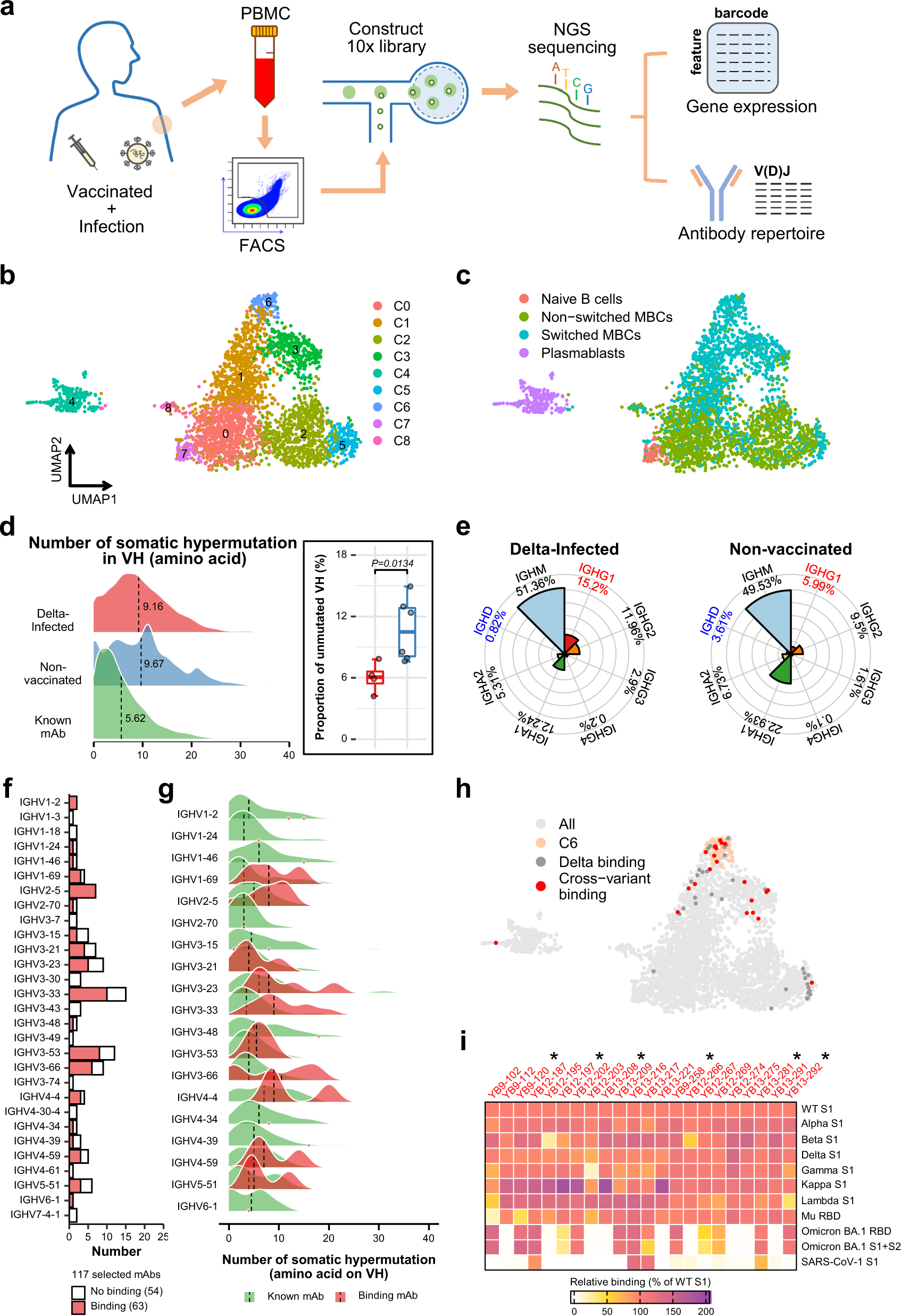 Somatically hypermutated antibodies isolated from SARS-CoV-2 Delta infected  patients cross-neutralize heterologous variants | Nature Communications