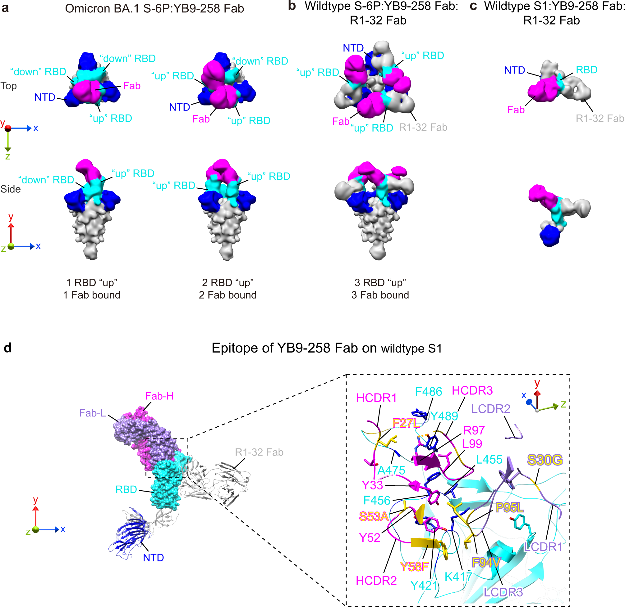 Fig. 3: Structure complexes formed between YB9-258 and SARS-CoV-2 spikes reveal an antibody-antigen interface involving point changes introduced by somatic hypermutation.