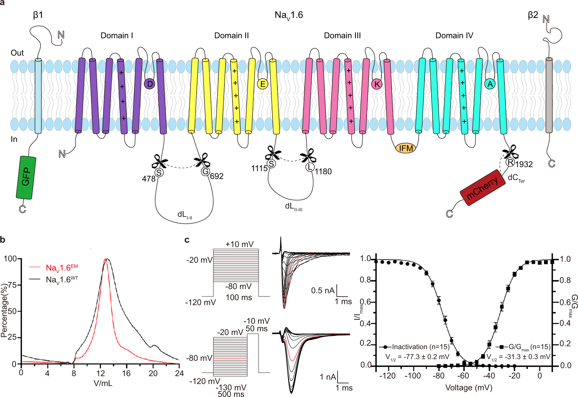 Structure of human NaV1.6 channel reveals Na+ selectivity and pore 