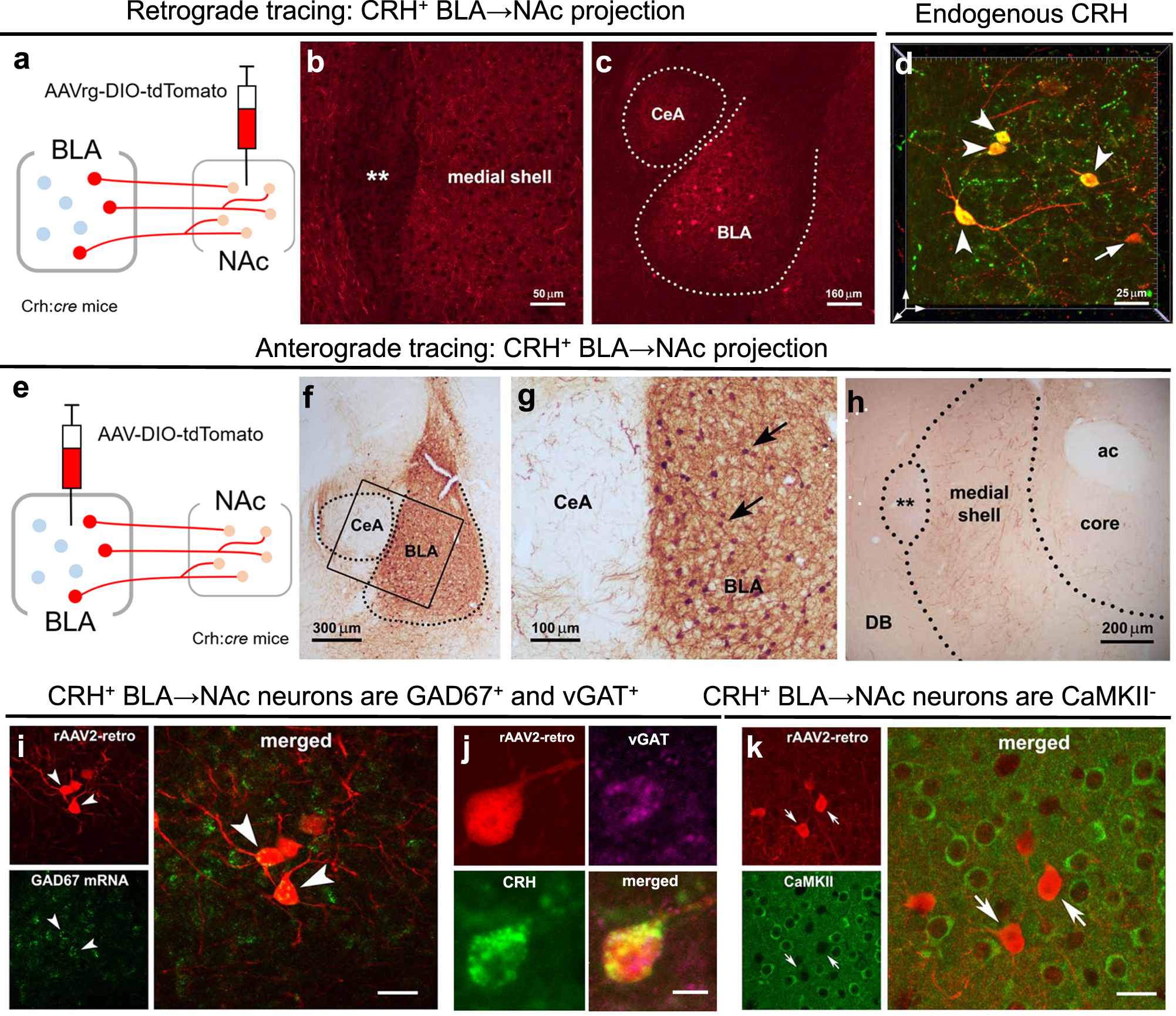 Stress-induced plasticity of a CRH/GABA projection disrupts reward behaviors in mice Nature Communications