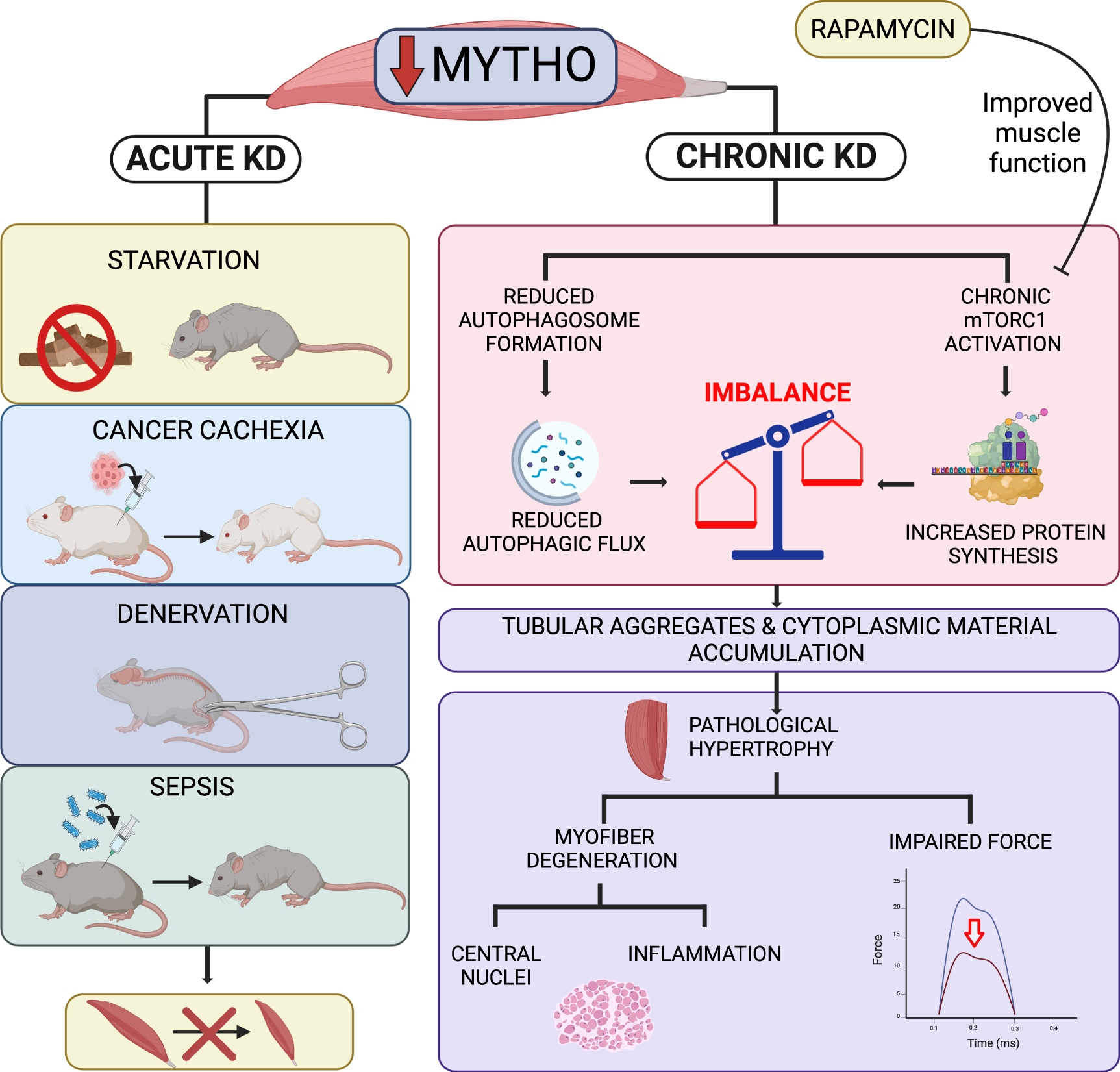 Fig. 8: Mytho: a novel gene involved in the regulation of autophagy, skeletal muscle mass, and integrity.