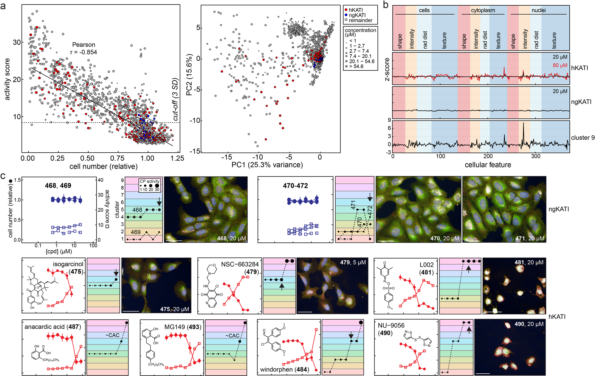 Fig. 3: Historical but not next-generation KAT inhibitors produce gross injury phenotypes in cell painting.