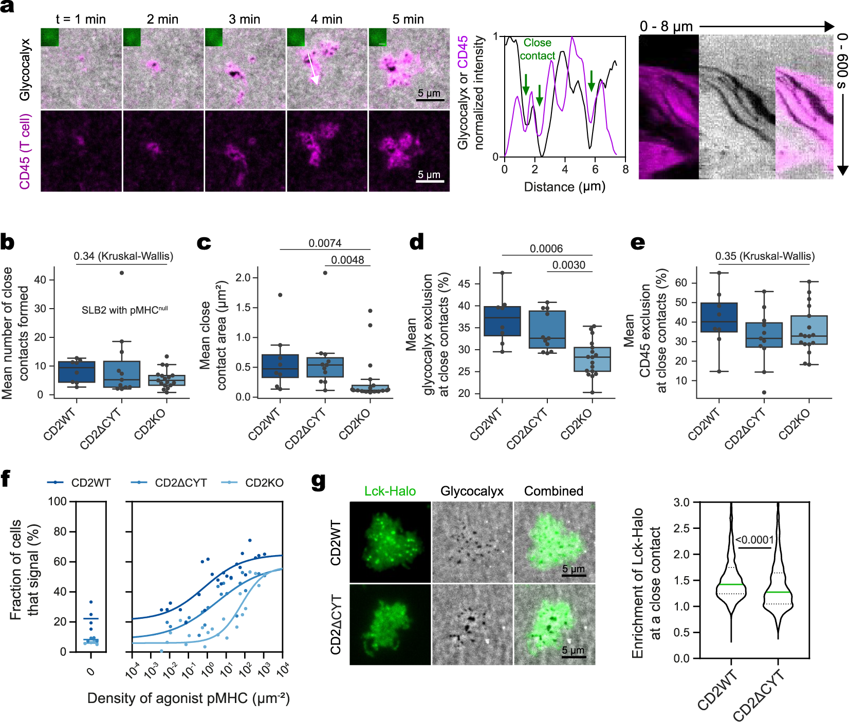 Fig. 5: CD2 enhances T-cell sensitivity.