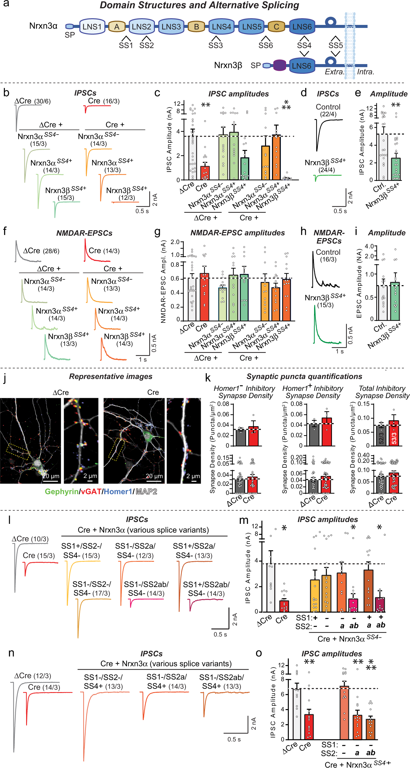 A combinatorial code of neurexin-3 alternative splicing controls inhibitory synapses via a trans-synaptic dystroglycan signaling loop Nature Communications picture