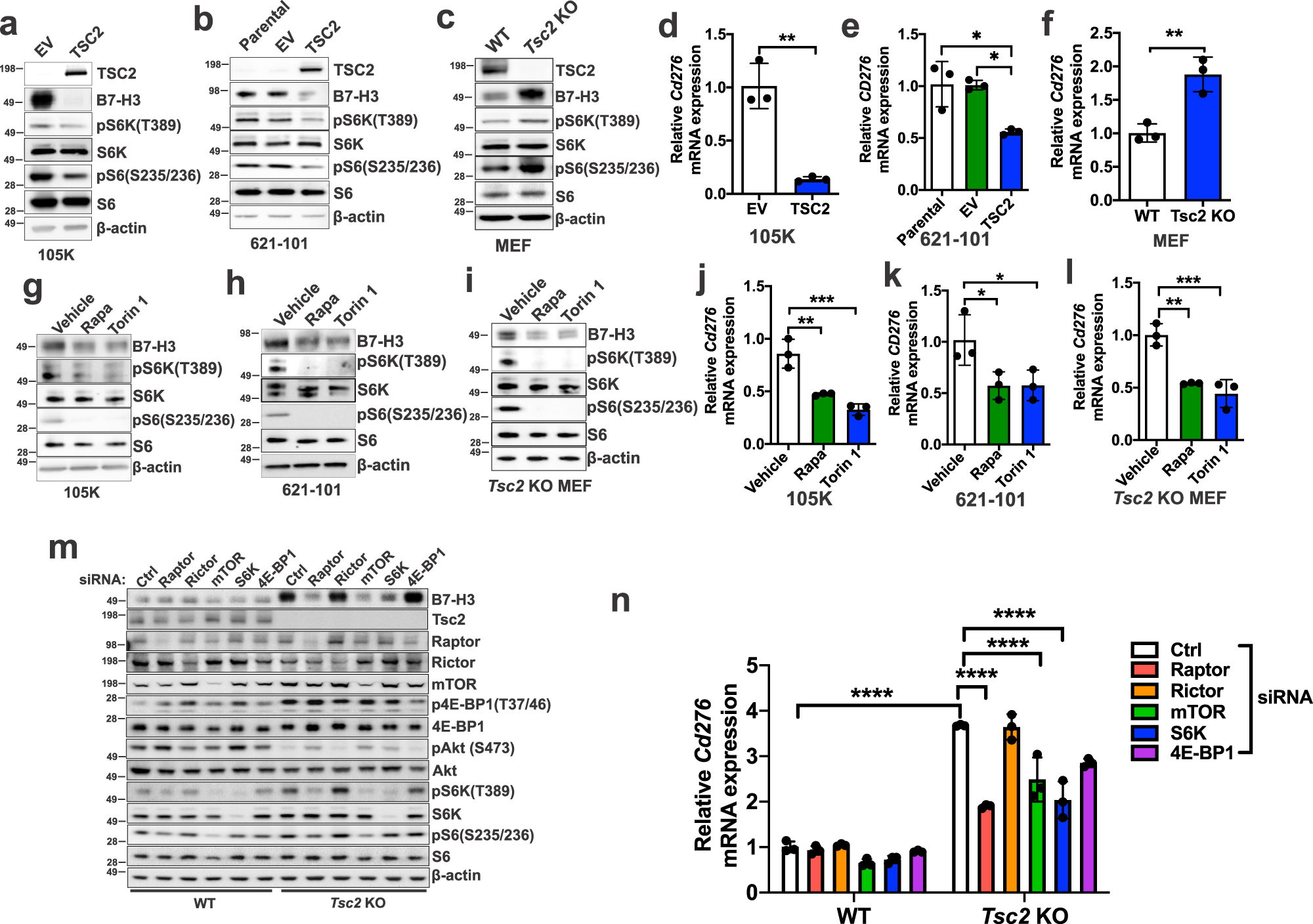 Fig. 2: B7-H3 expression is regulated by mTORC1.