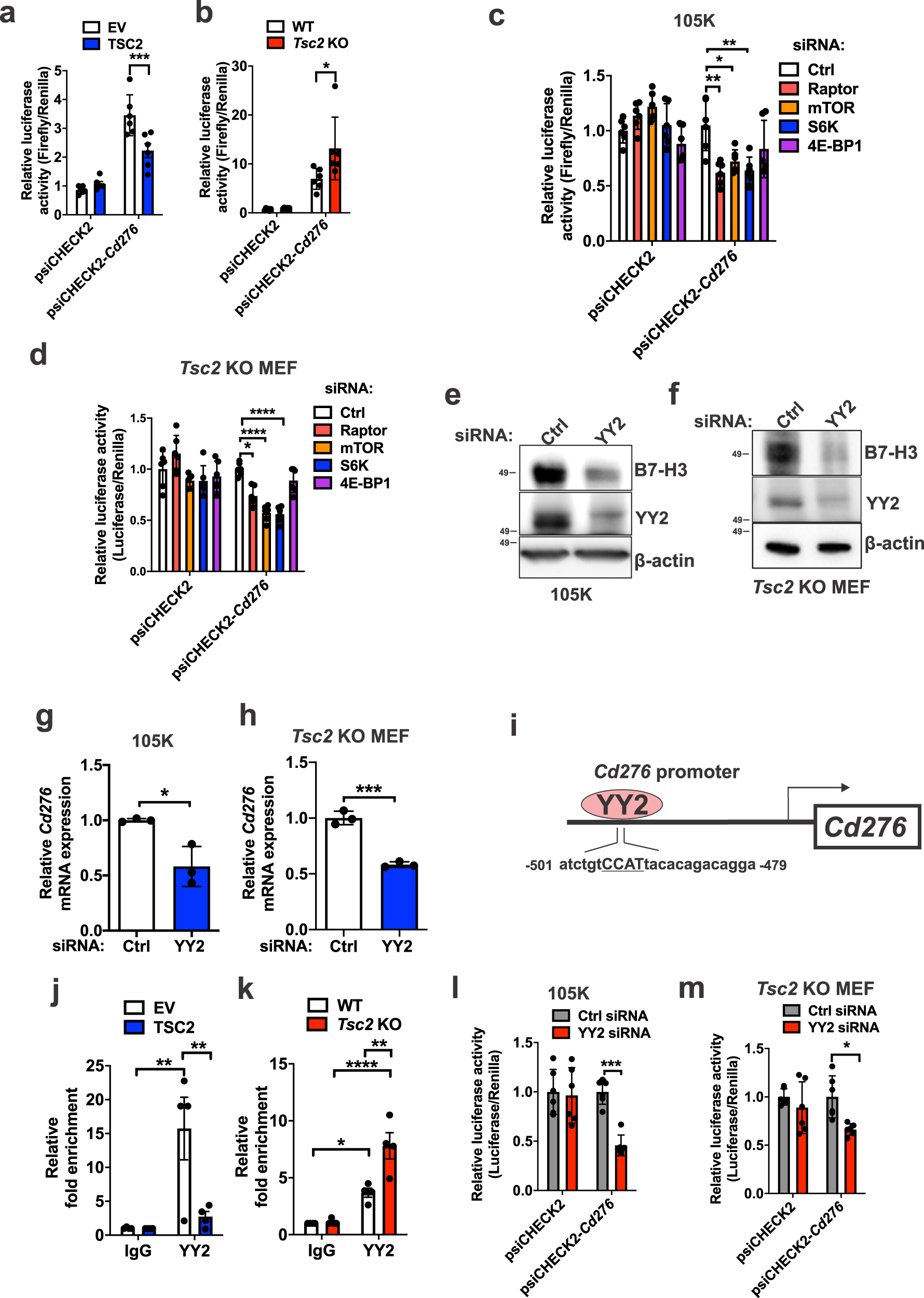 Fig. 3: YY2 controls CD276 transcription in Tsc2-deficient cells.