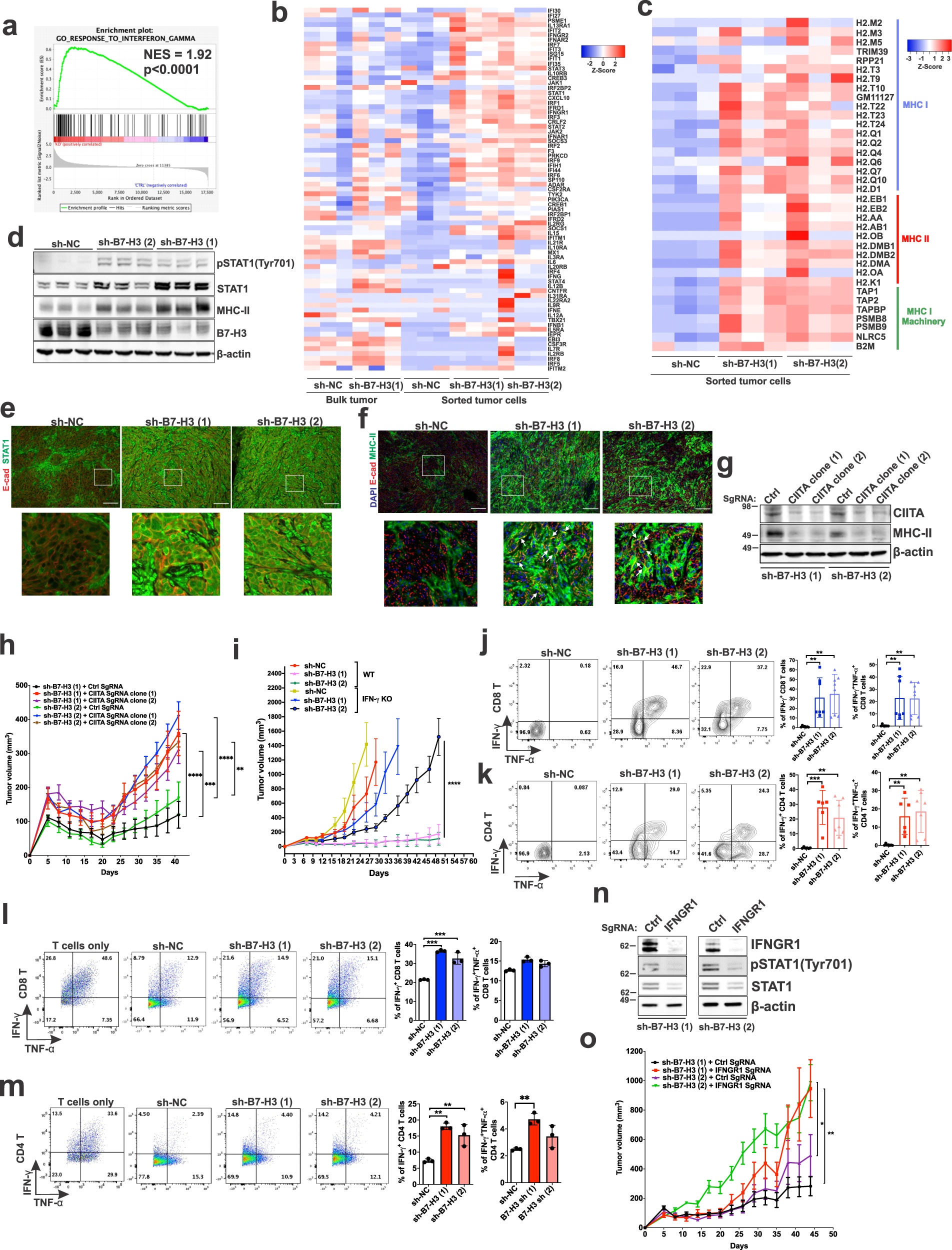 Fig. 6: Inhibition of B7-H3 increases expression of IFN-γ signature genes and MHC-II genes via enhancement of effector CD4+ and CD8+ T cell responses.