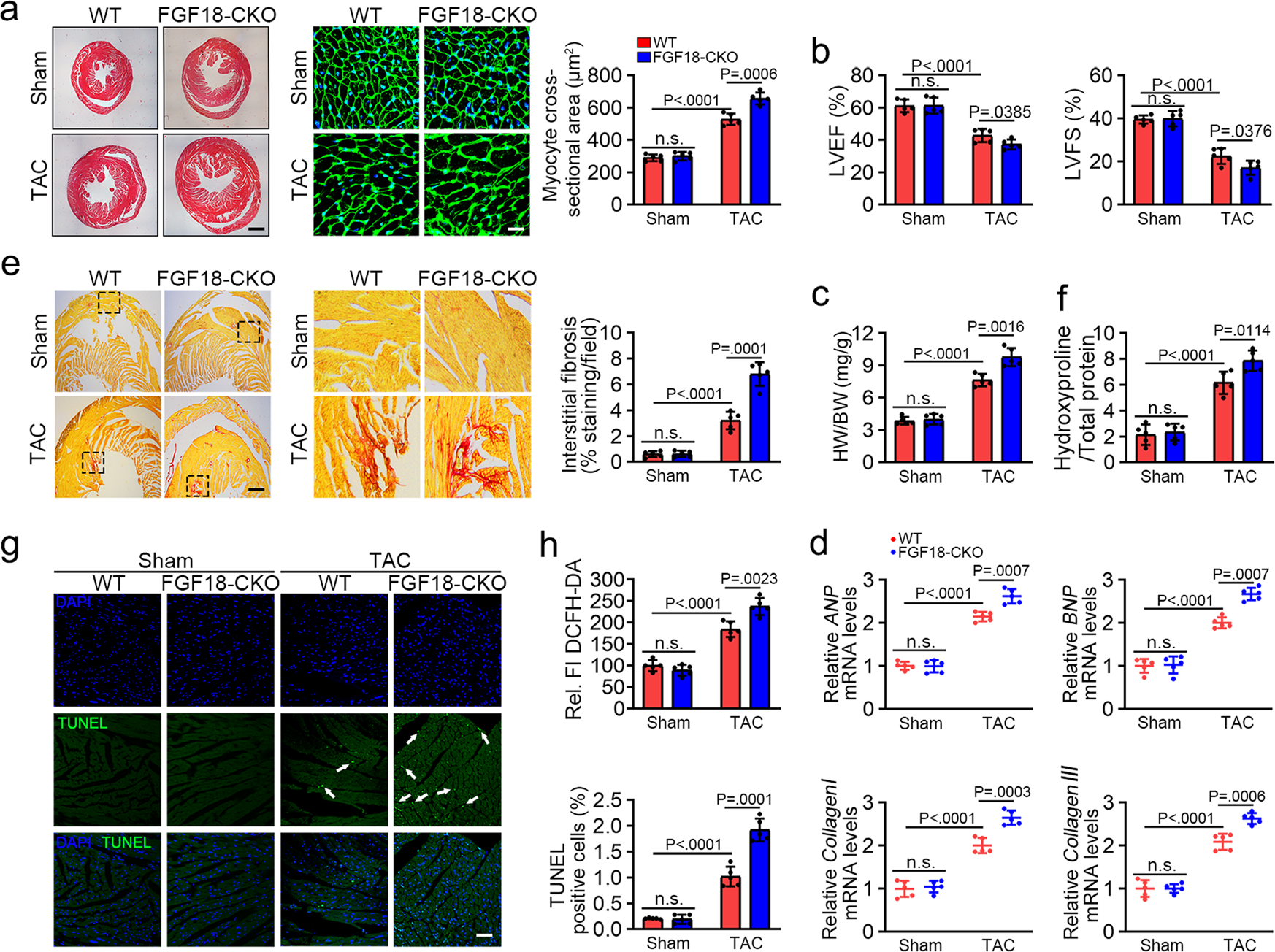 Fig. 4: Cardiomyocyte-specific FGF18 deletion exacerbates pathological cardiac hypertrophy in vivo.