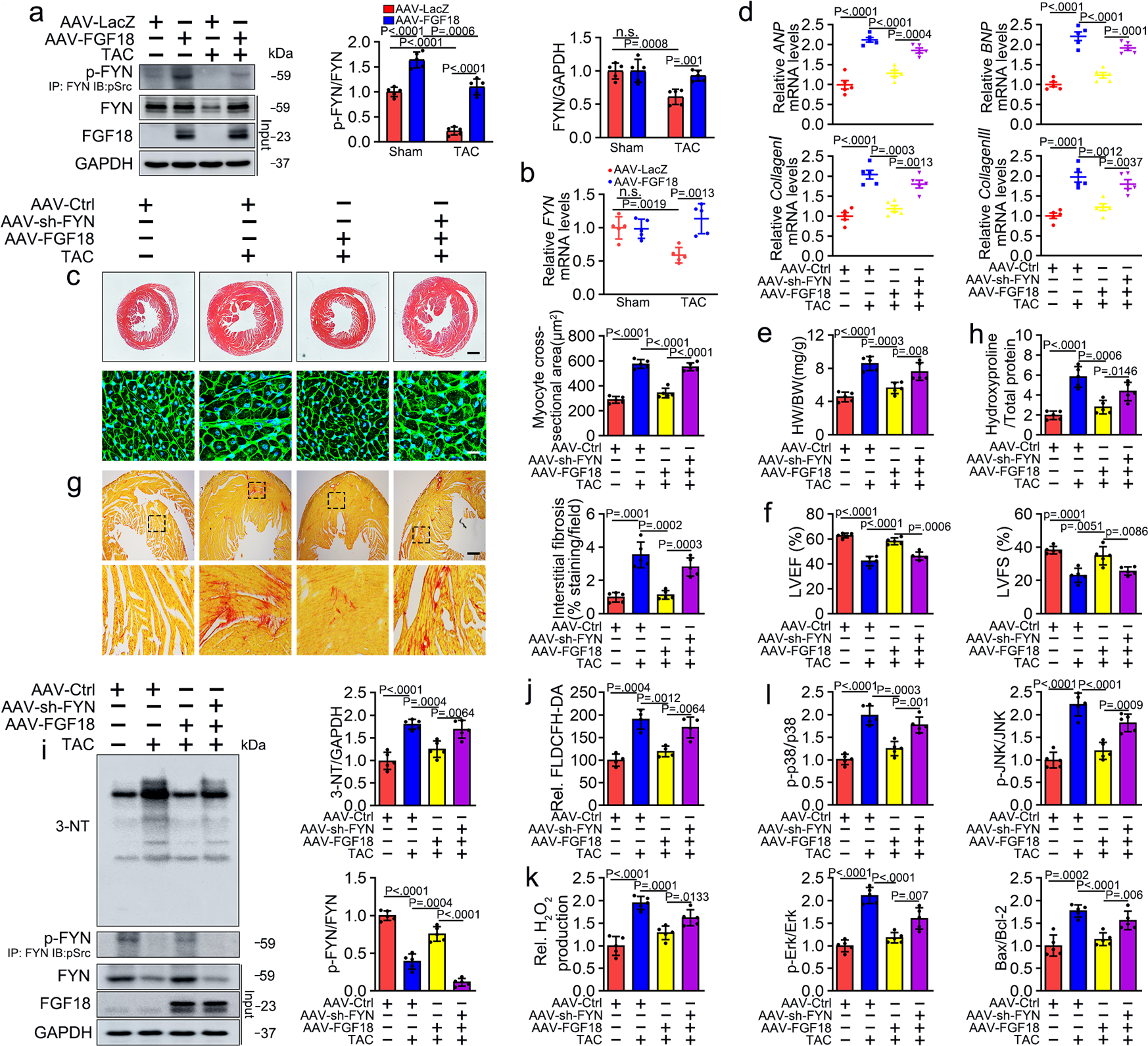 Fig. 6: Loss of FYN abolishes the cardioprotective effects of FGF18 in vivo.