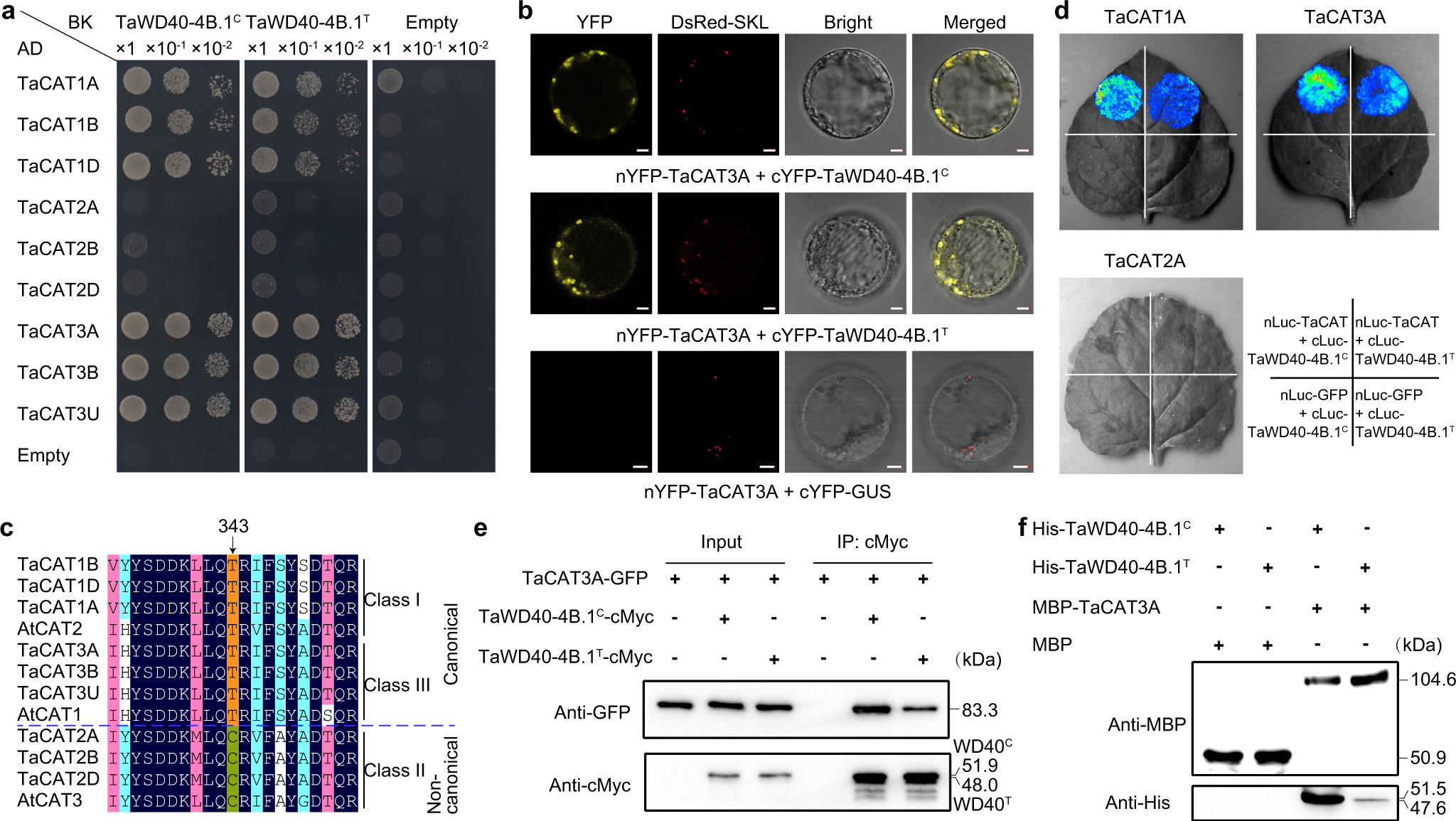 Fig. 3: TaWD40-4B.1C has a stronger interaction capacity with canonical catalases than TaWD40-4B.1T.