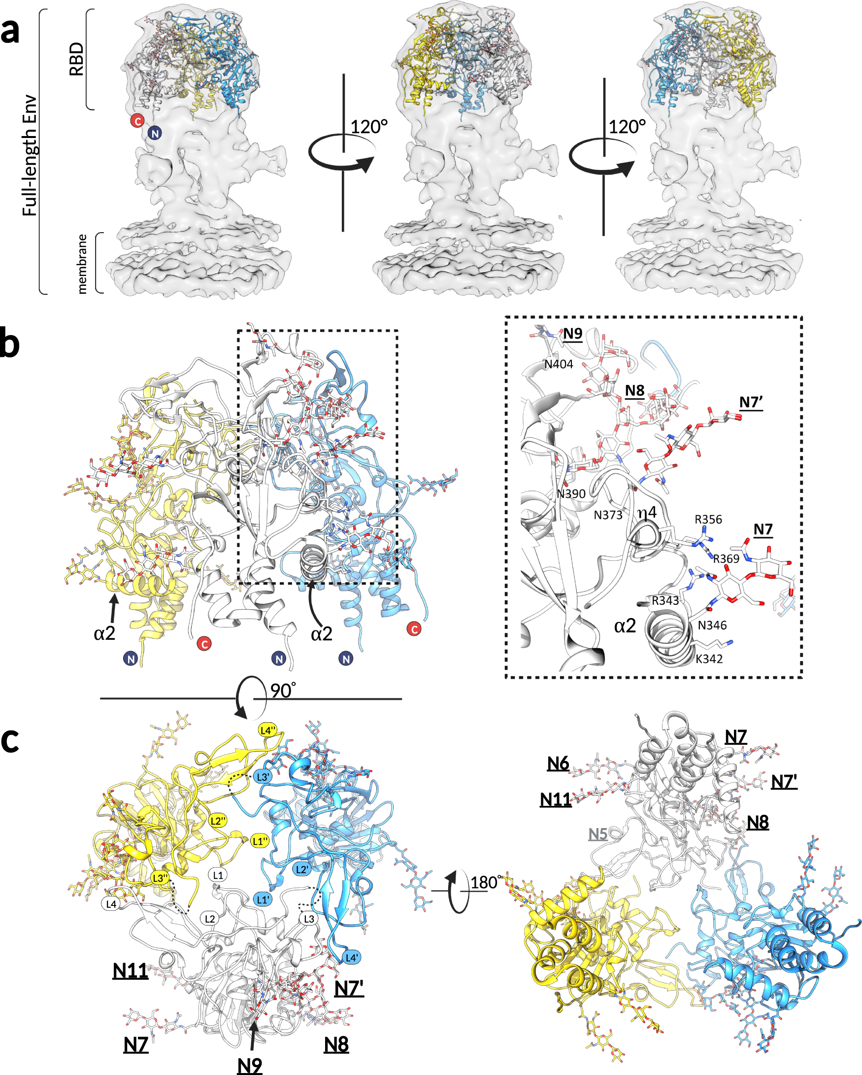 Fig. 4: The RBDs form a trimeric assembly at the apex of the full-length Env.