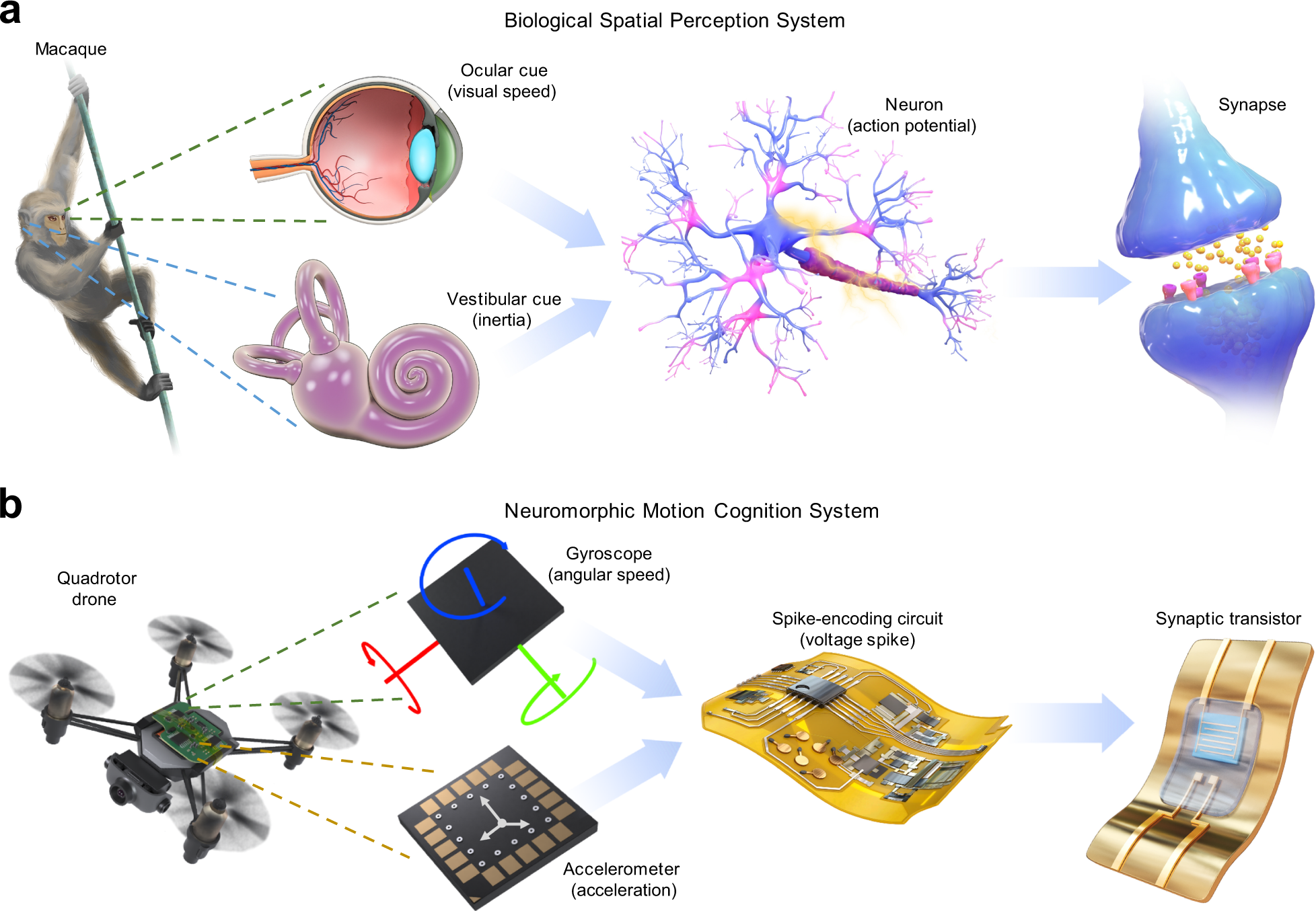 How wearing a cast affects sense of touch and brain activity