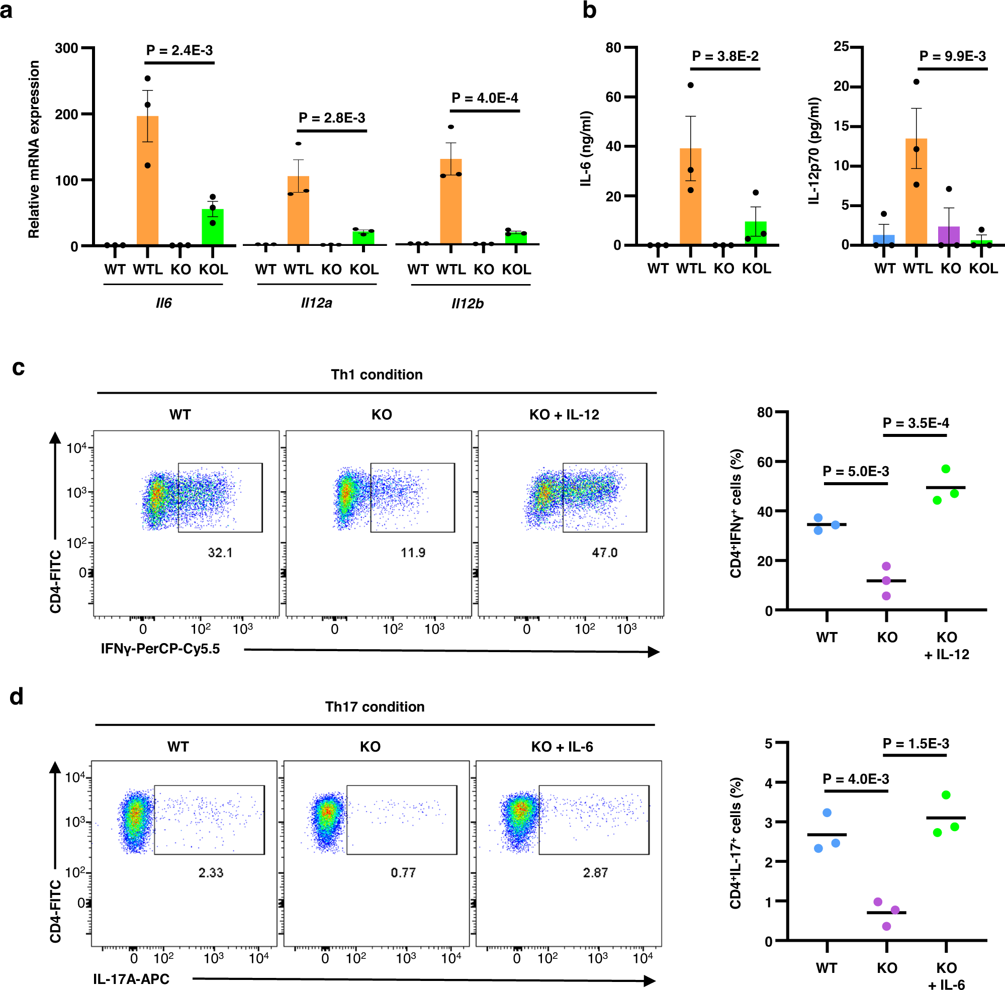 Fig. 9: Compromised capacity for inducing Th1 and Th17 CD4+ T cells by CTCF-deficient BMDCs.