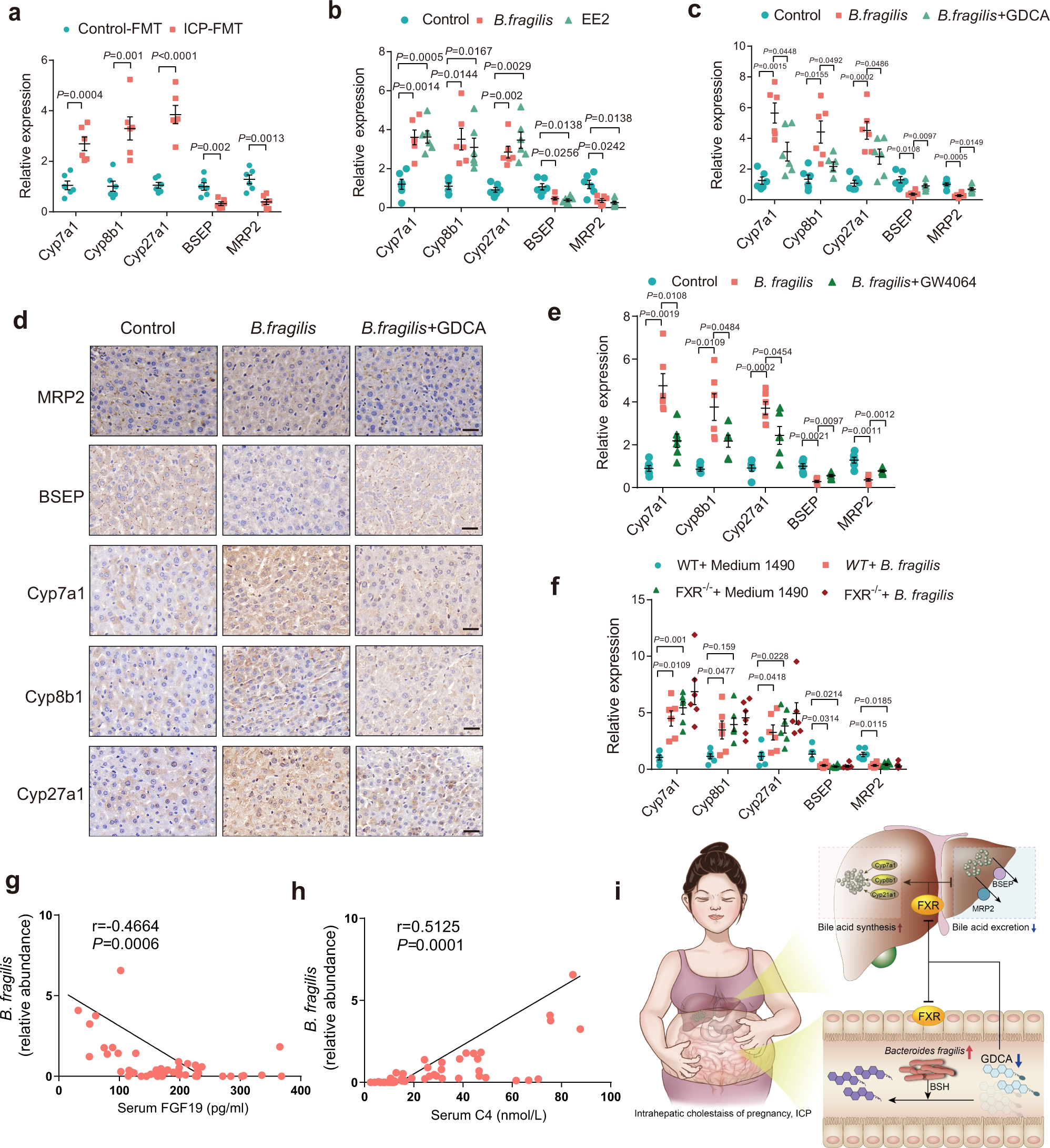 Fig. 6: B. fragilis induces excessive bile acid synthesis and inhibits hepatic bile acid excretion through suppression of FXR signaling to promote ICP.