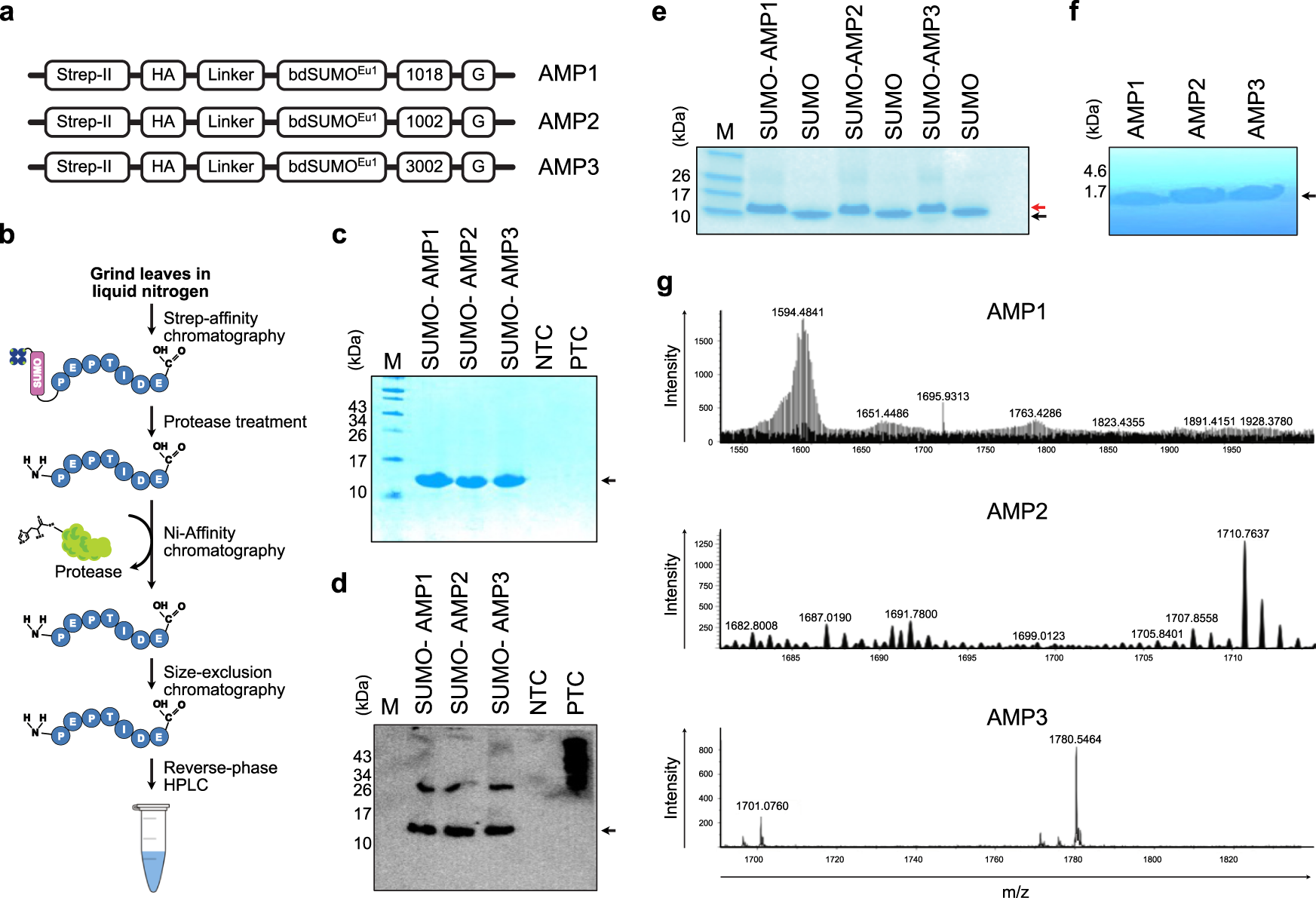 Purification of bulk SUMO conjugates from yeast. A, schematic of the