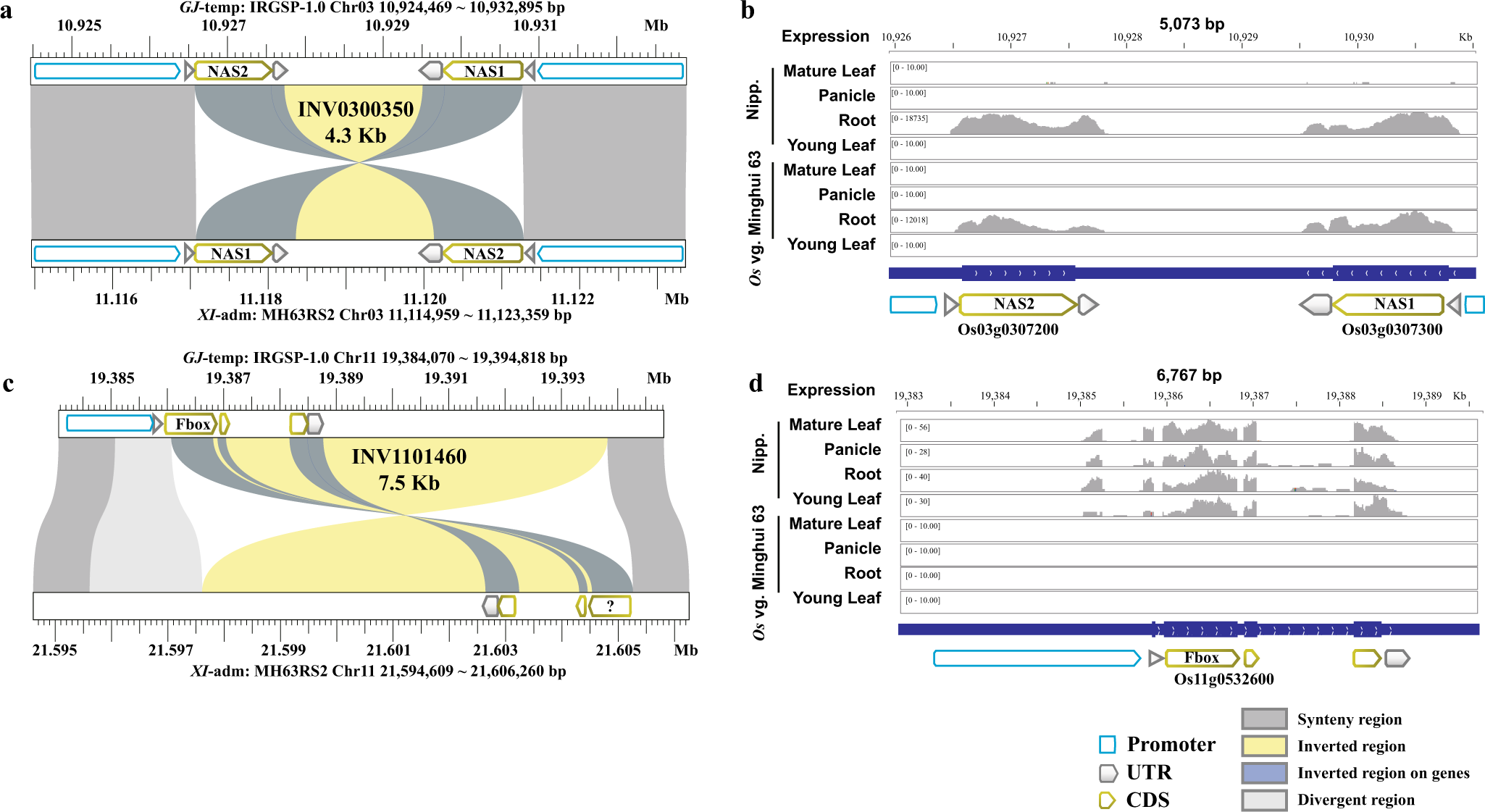 Fig. 6: Transcript abundance of genes located at inversion breakpoints.