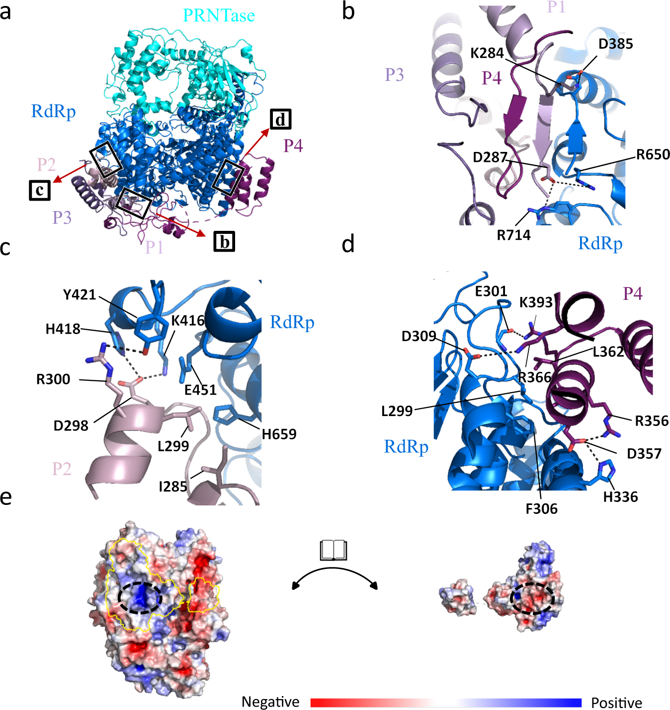 Fig. 5: Details of the molecular interactions between NDV L and P proteins.