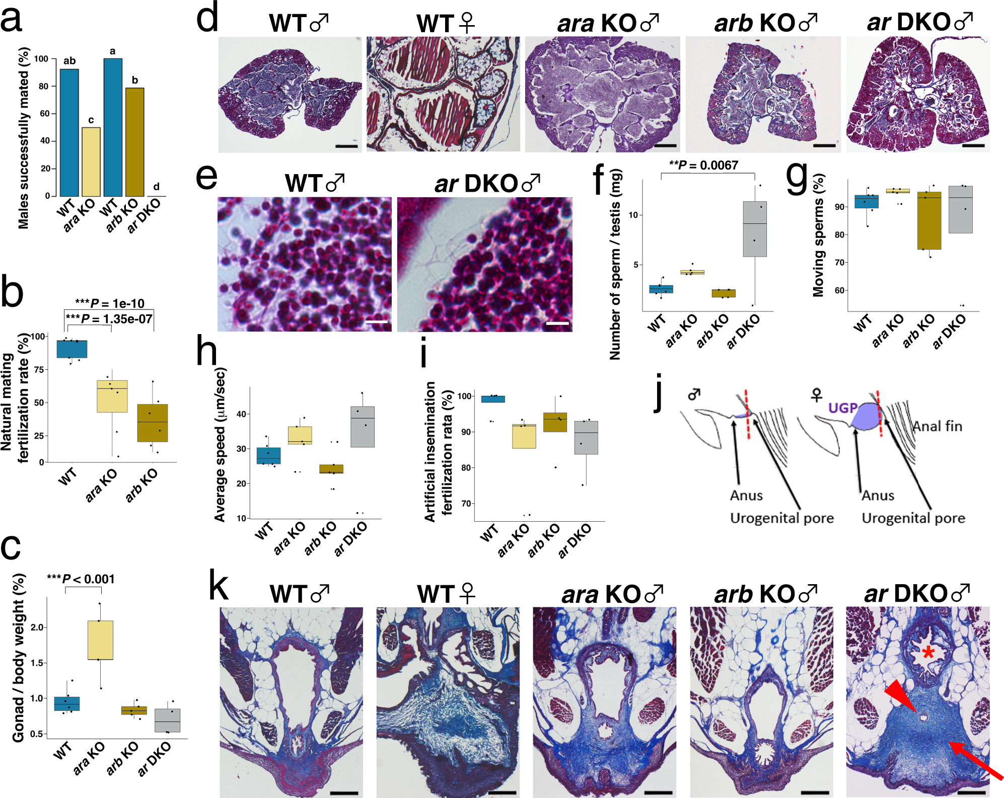 Evolutionary differentiation of androgen receptor is responsible for sexual characteristic development in a teleost fish Nature Communications photo image