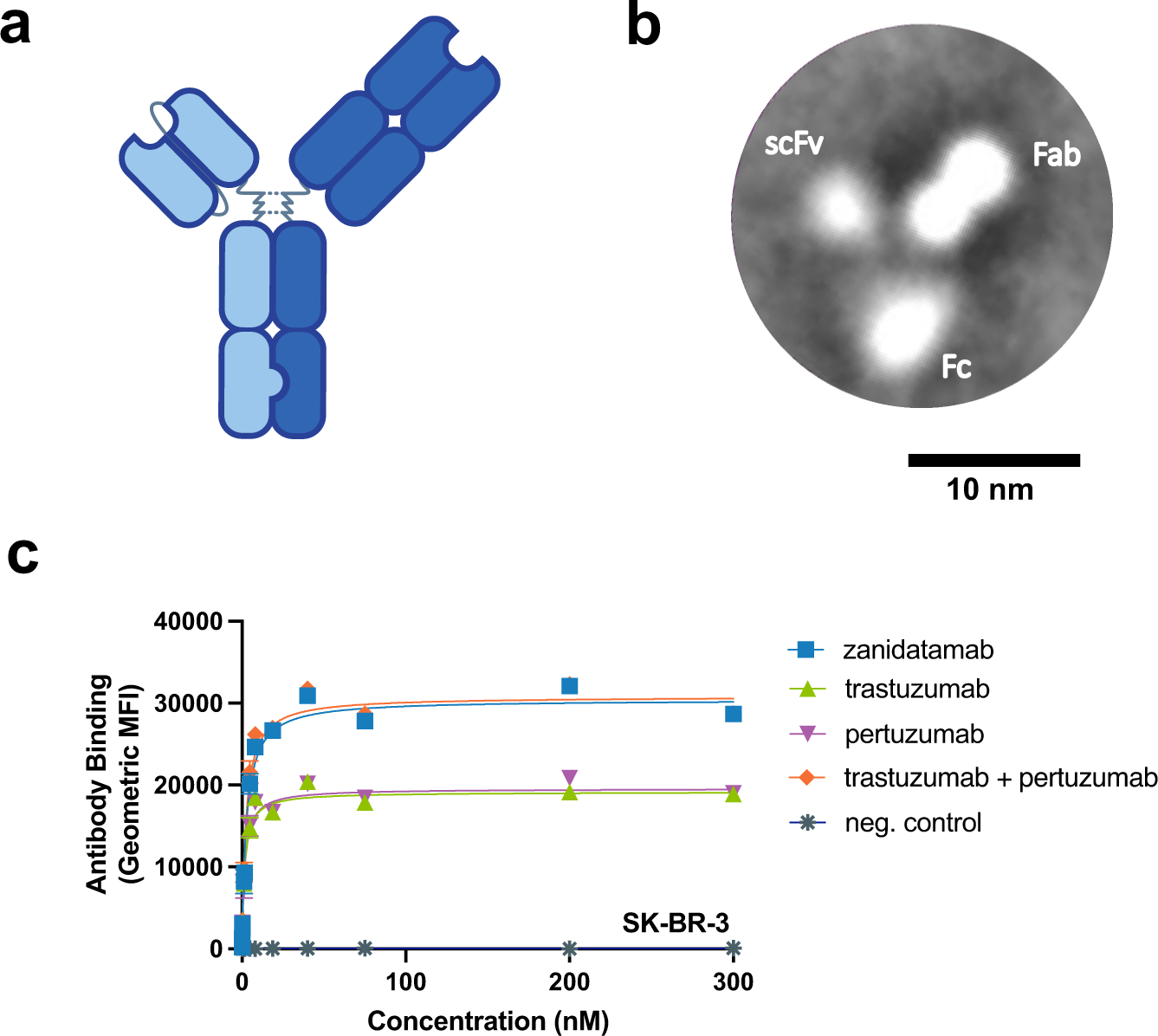 Fig. 1: Zanidatamab is a biparatopic anti-HER2 Ab that binds HER2-expressing tumor cells with greater Ab saturation than trastuzumab or pertuzumab.