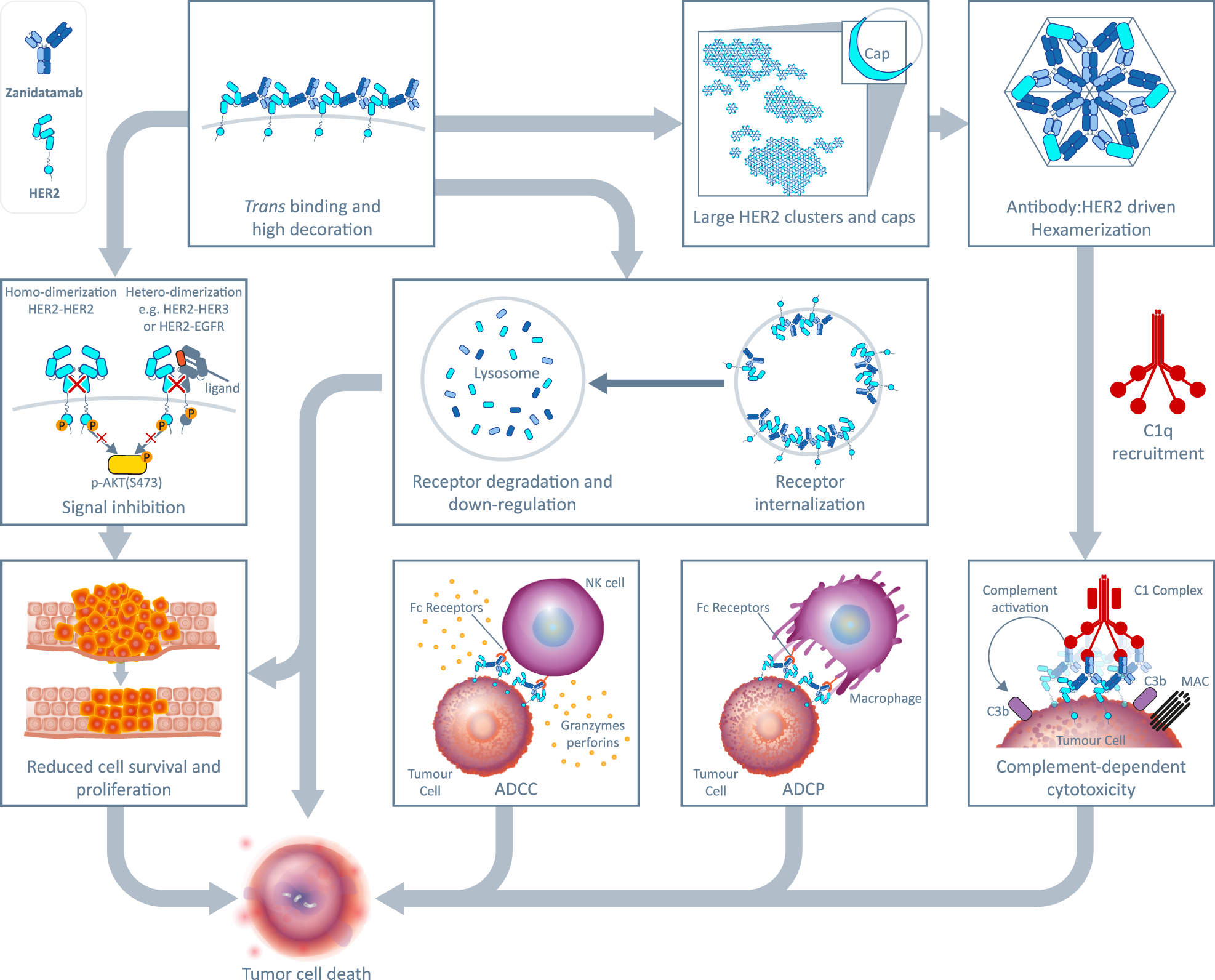 Fig. 8: Zanidatamab has multiple mechanisms of action.