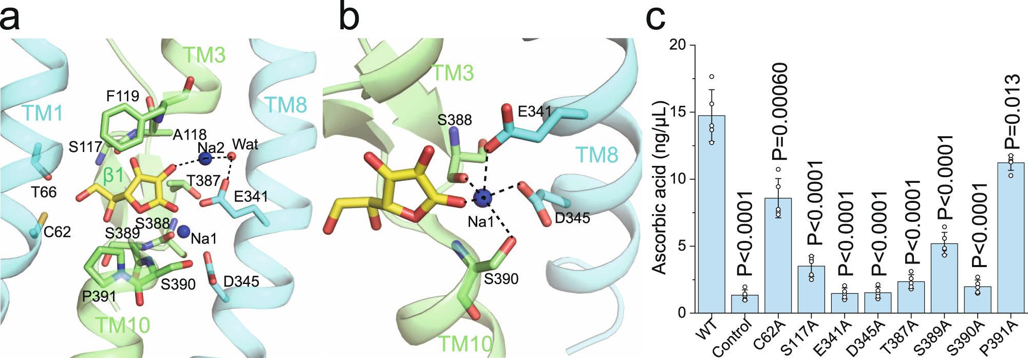Fig. 3: Vitamin C and sodium ion binding in MmSVCT1.