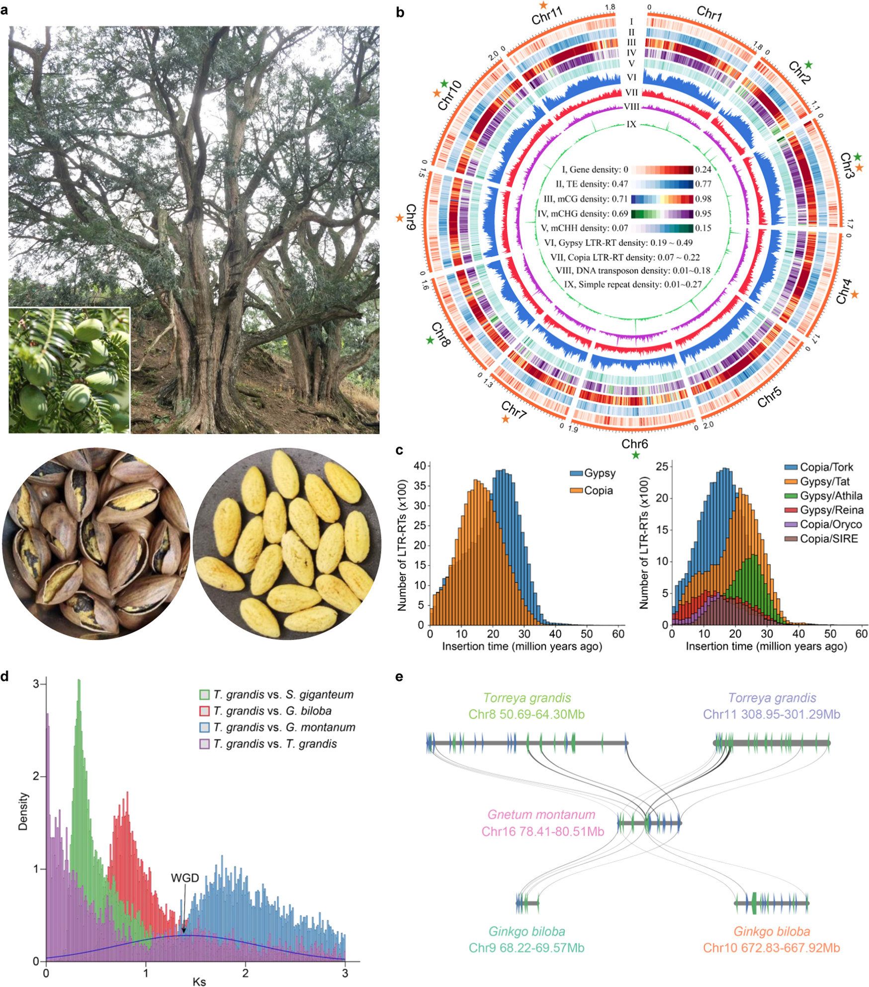 Fig. 1: Genome of T. grandis.