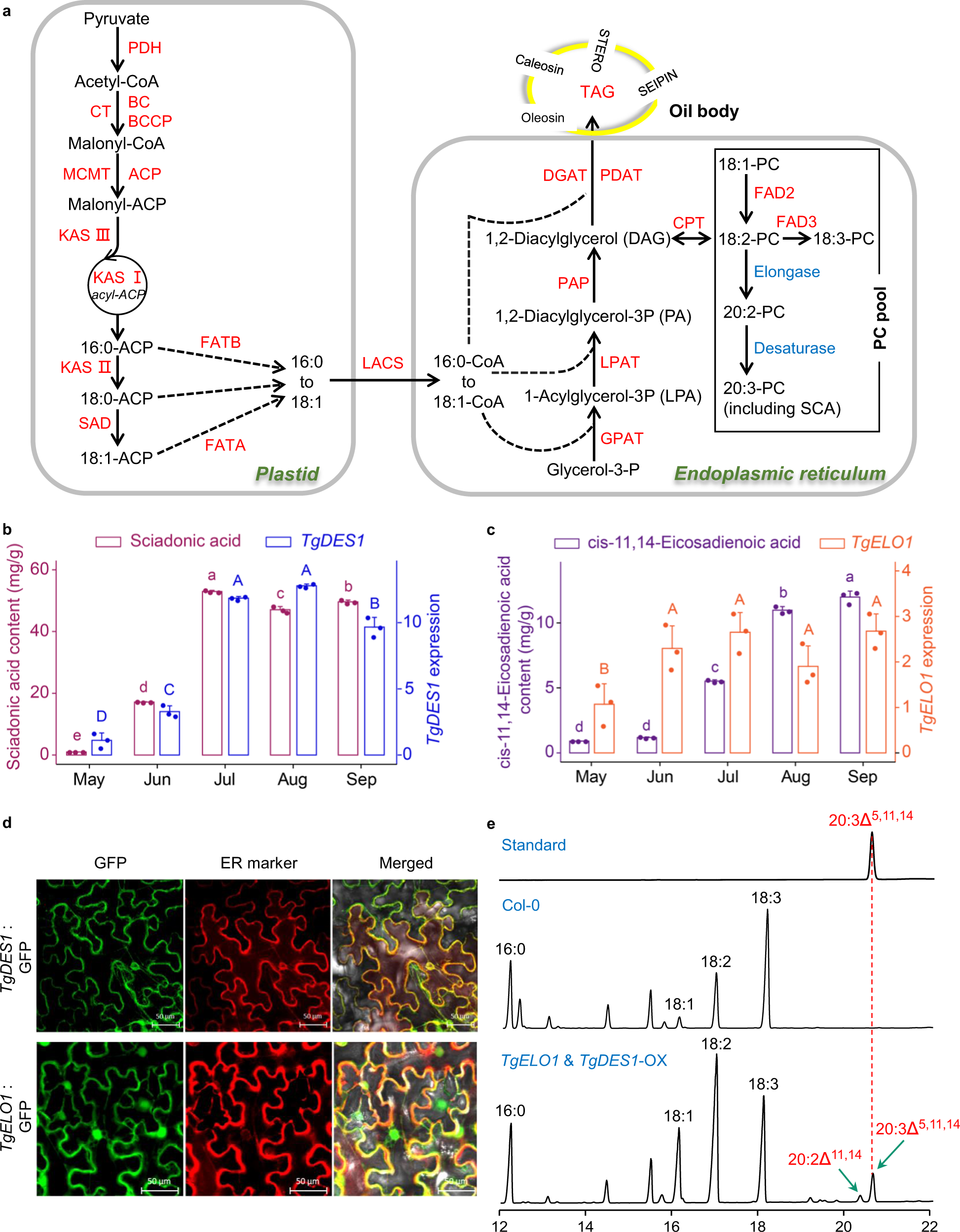 Fig. 3: Characterization of genes responsible for SCA biosynthesis in T. grandis.