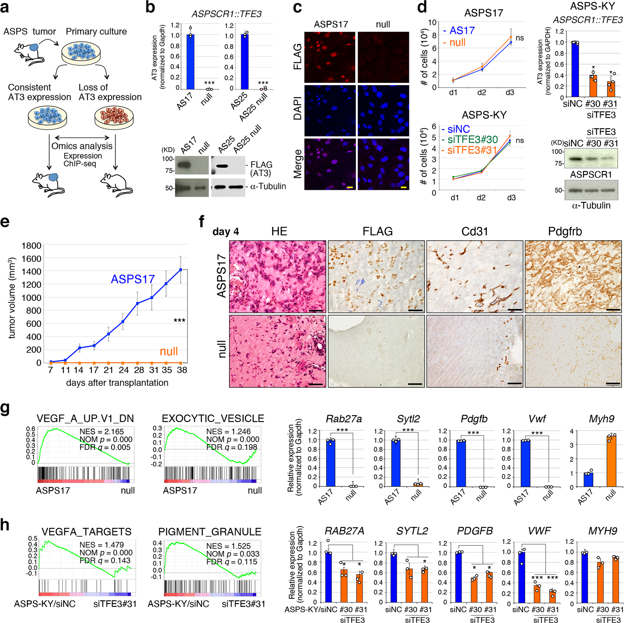 ASPSCR1::TFE3 orchestrates the angiogenic program of alveolar soft part  sarcoma | Nature Communications