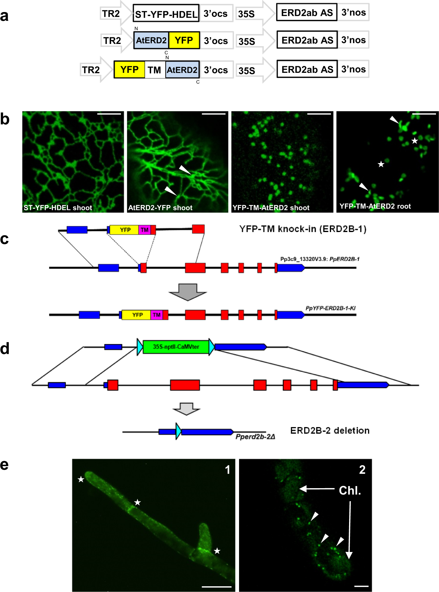 The K/HDEL receptor does not recycle but instead acts as a Golgi-gatekeeper  | Nature Communications