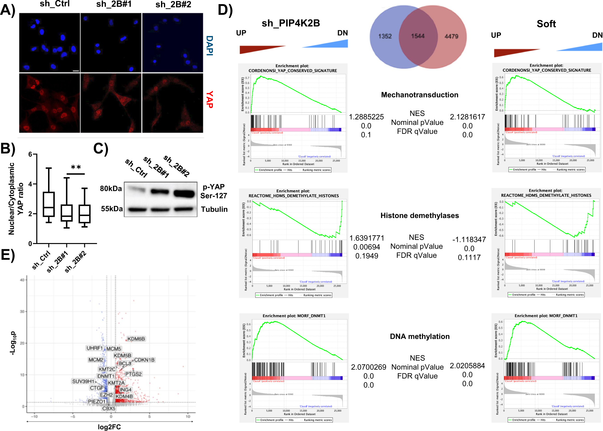Fig. 3: PIP4K2B depletion rewires hTERT_RPE1 cells transcriptomic profile through alteration in mechanotransduction and chromatin remodelling genes.